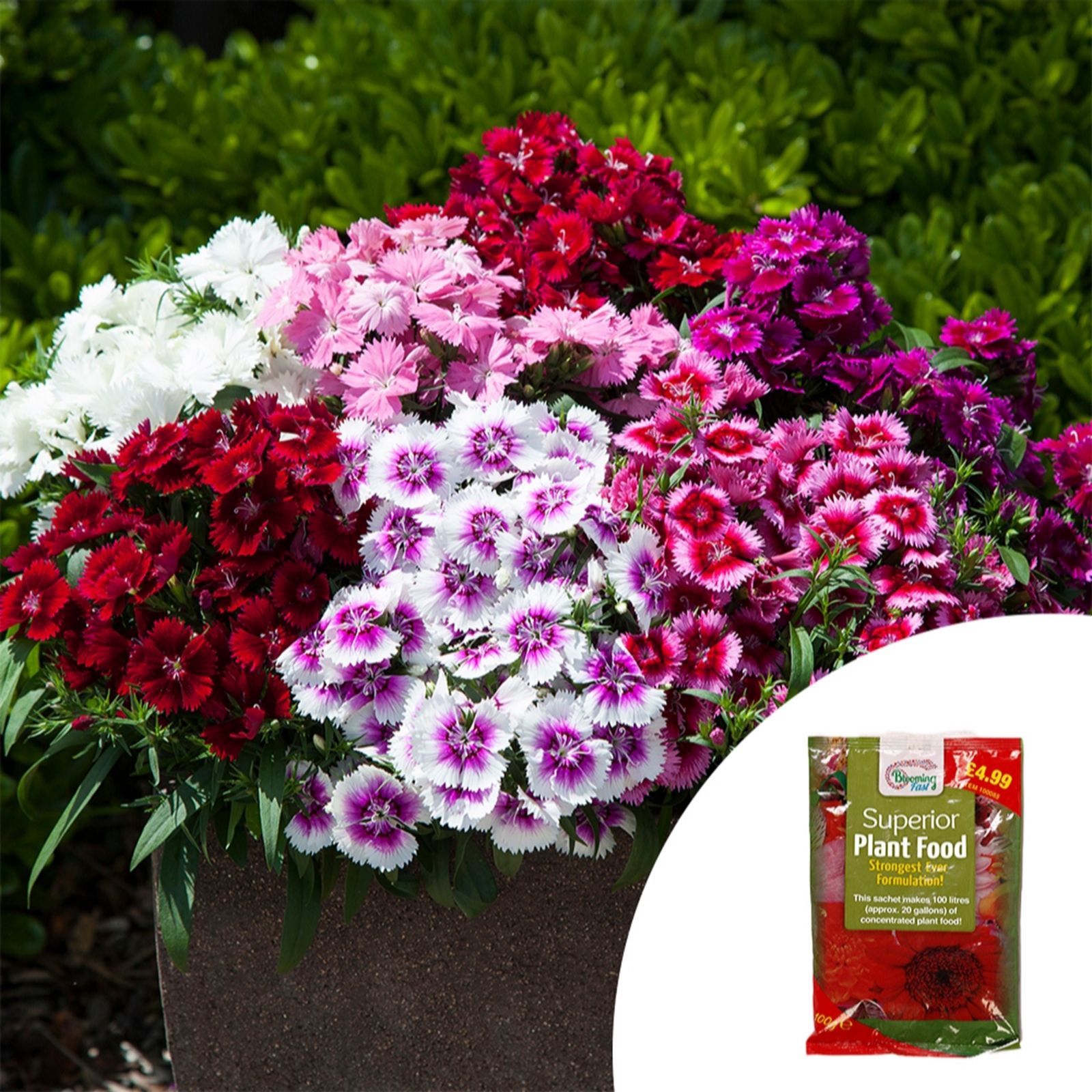 YouGarden Dianthus Gem Garden Ready Plants x20