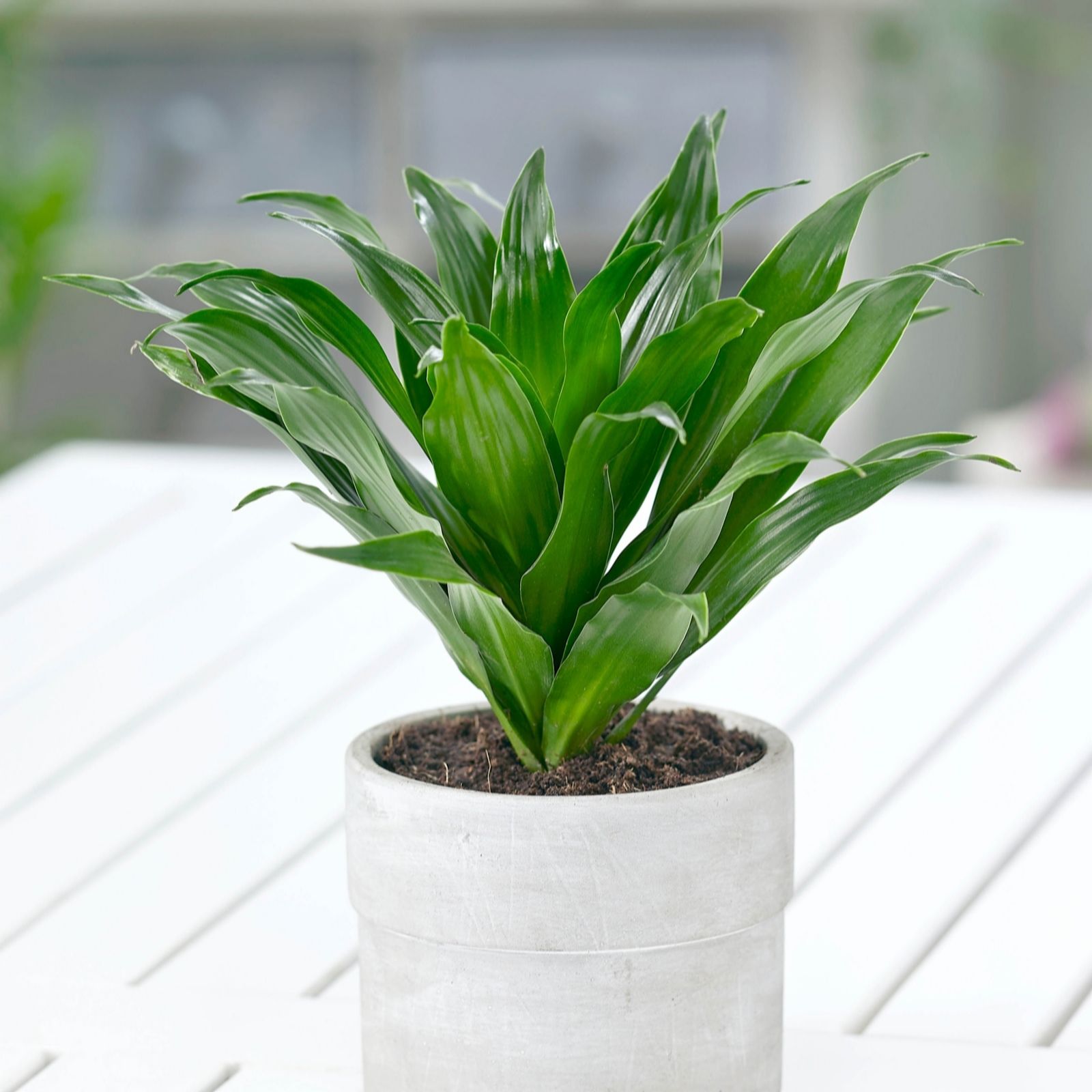 YouGarden Dracaena Fragrans Compacta in a 12cm Pot