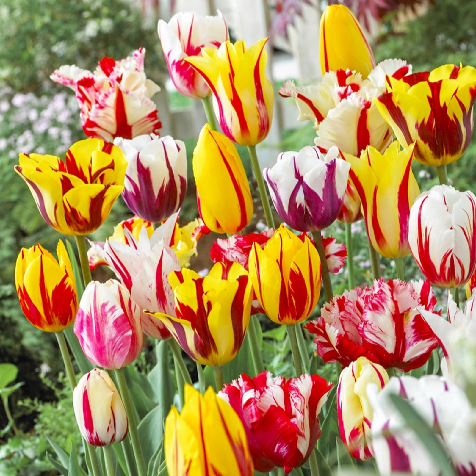 YouGarden Tulip 'Rembrandt Mix' x30 bulbs