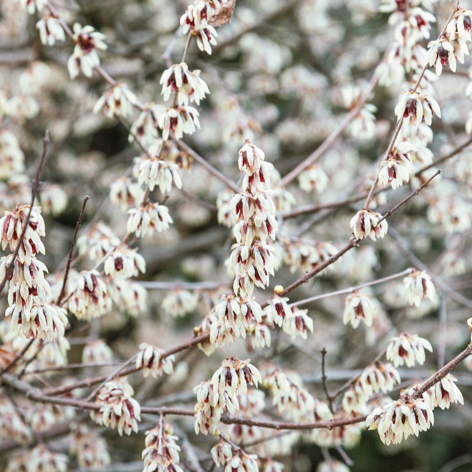 Plants2Gardens Chimonthus Praecox