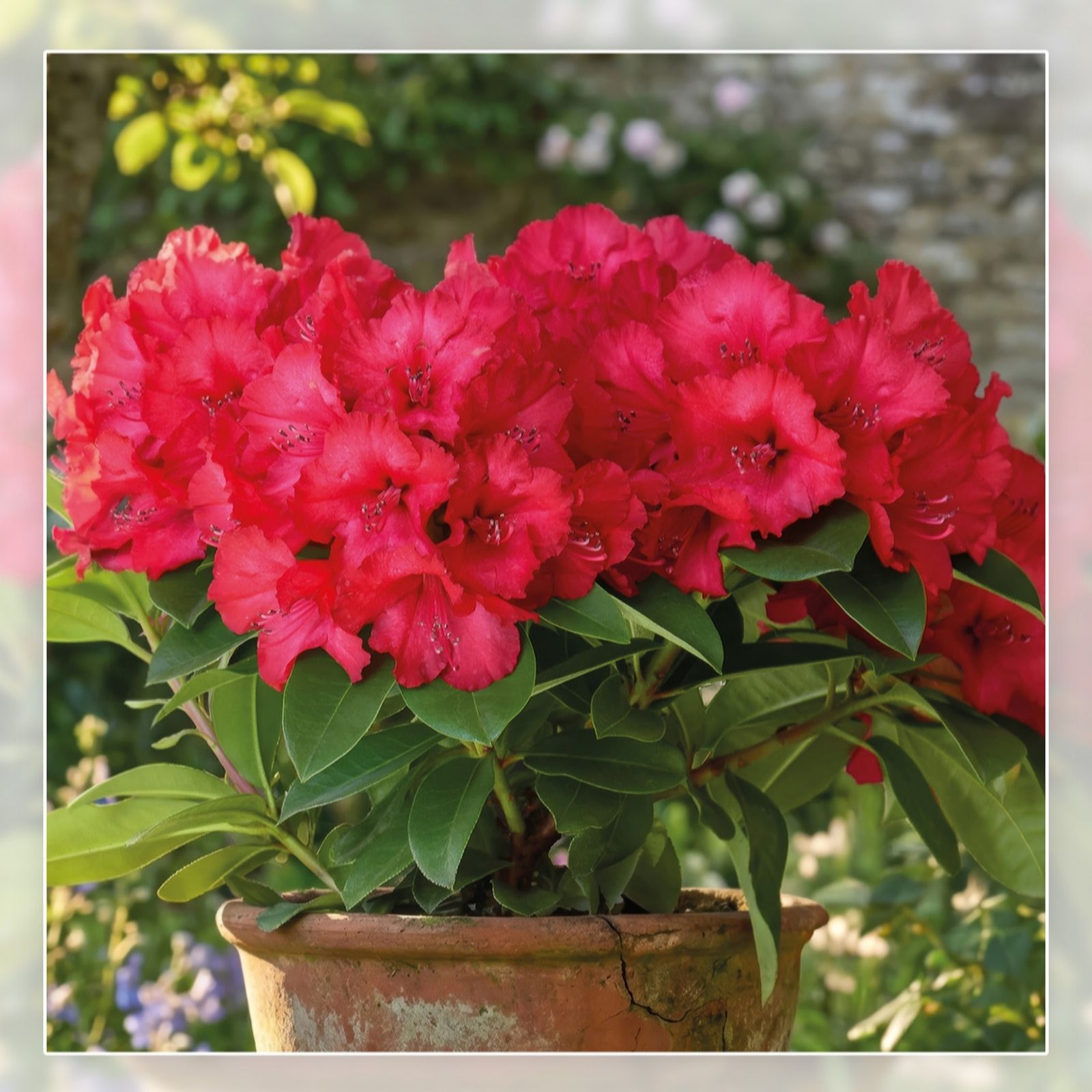 Richard Jackson Rhododendron Maximus 2l pot
