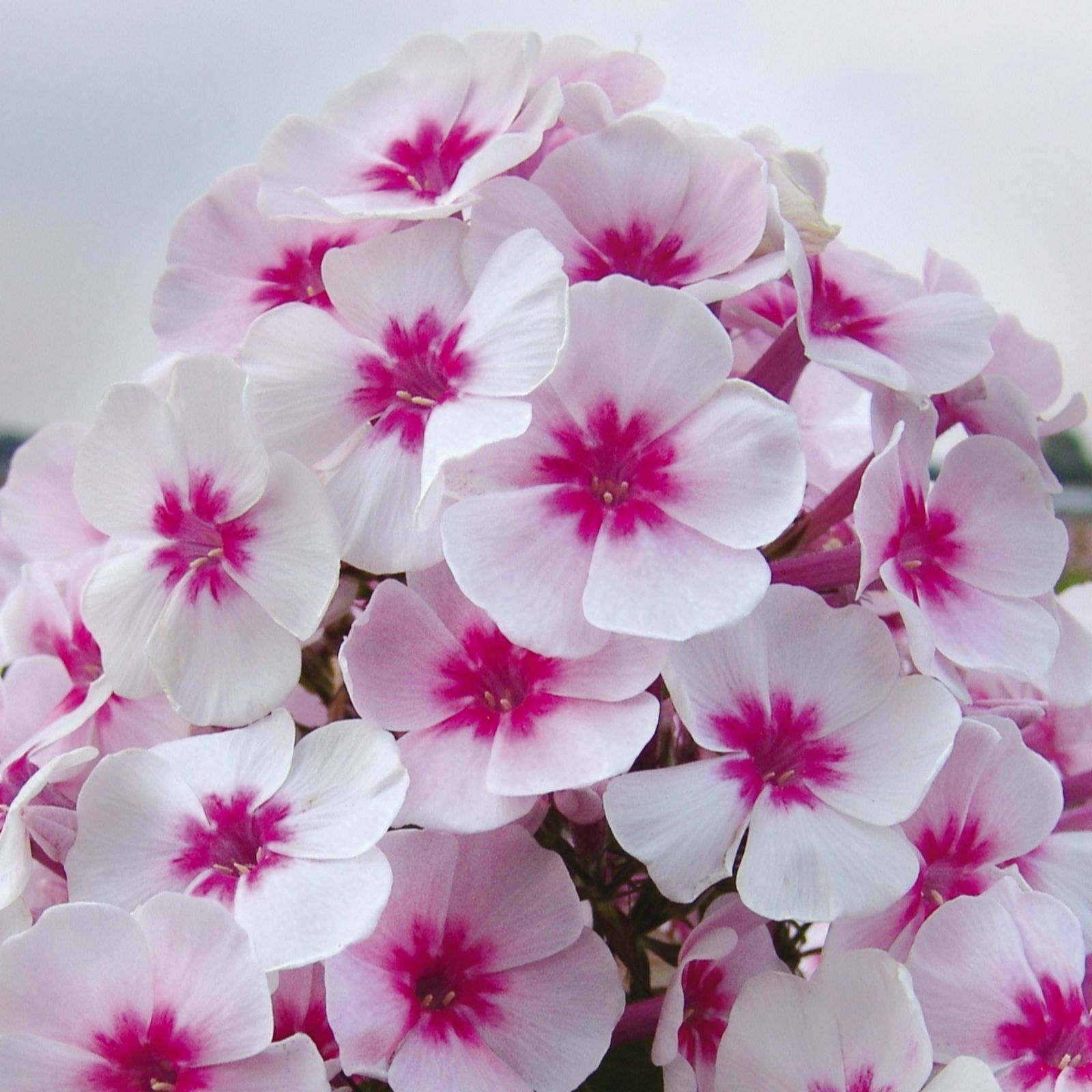 Plants 2 Gardens Phlox Adesa Collection 6 x 6cm