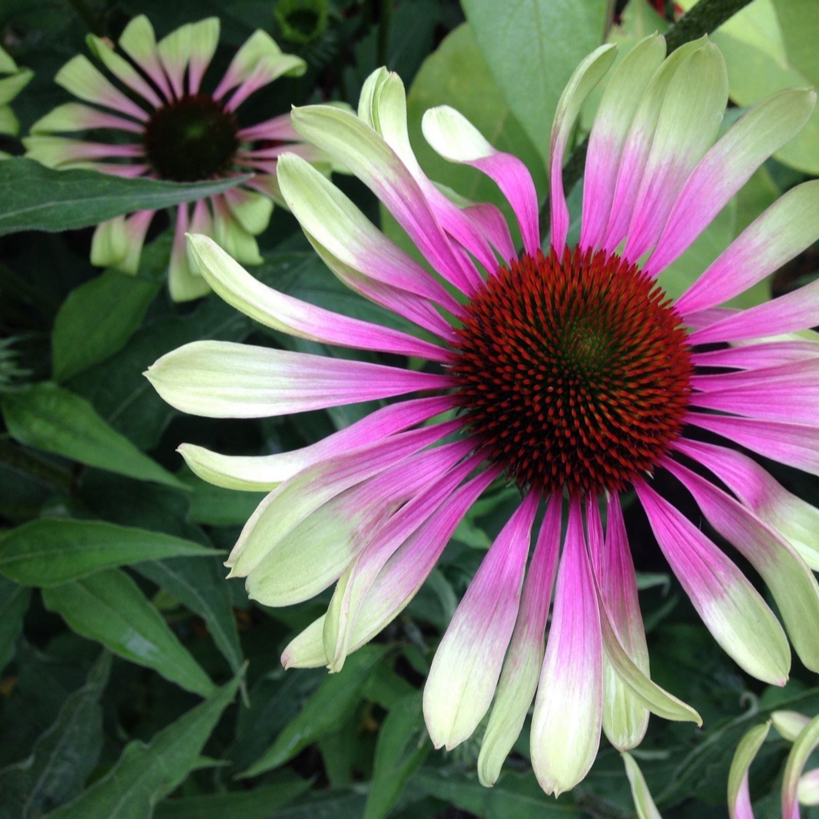 Thompson & Morgan Echinacea Green Twister 3 Bare Roots