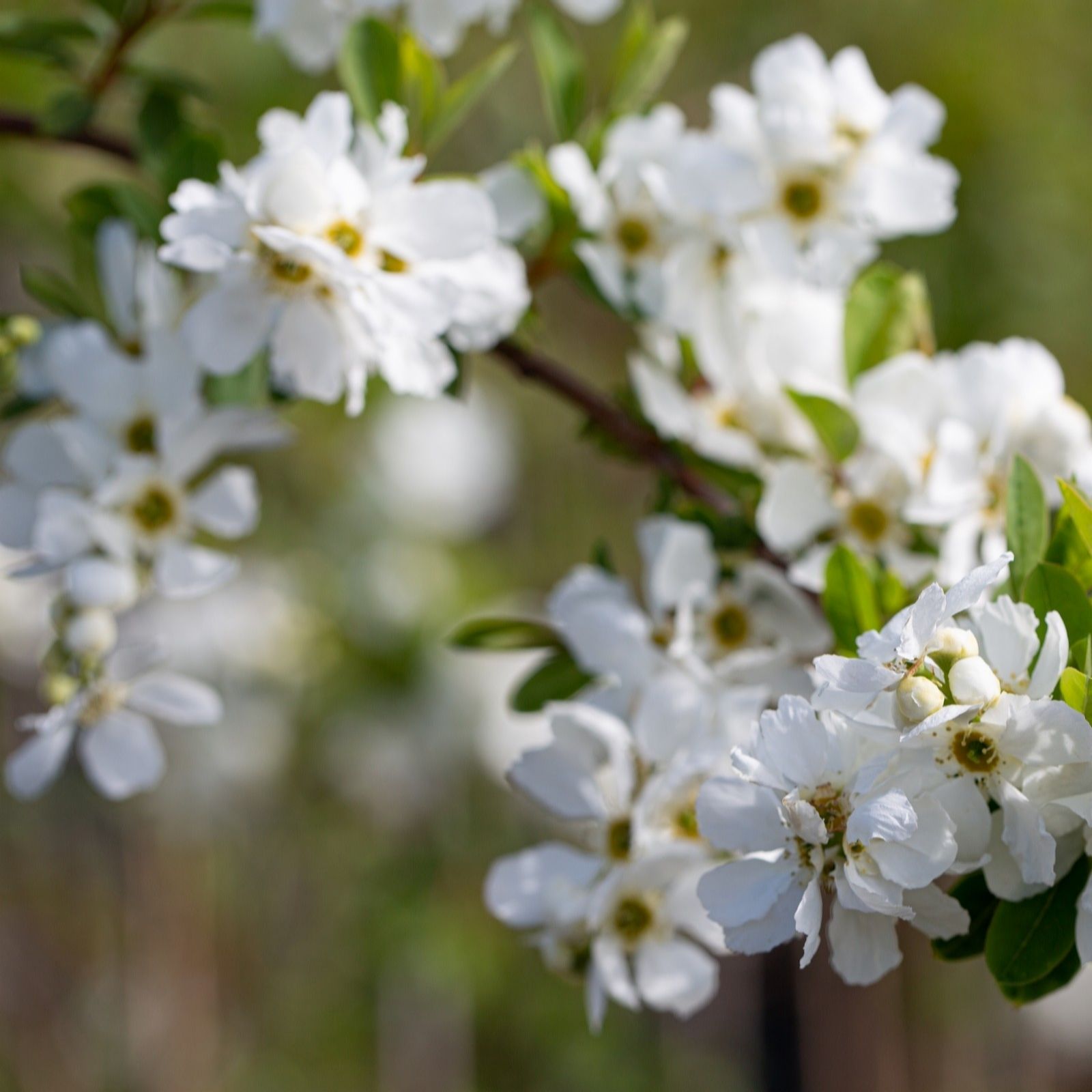 Frank P Matthews Exhochordia The Bride in 12 Litre Container