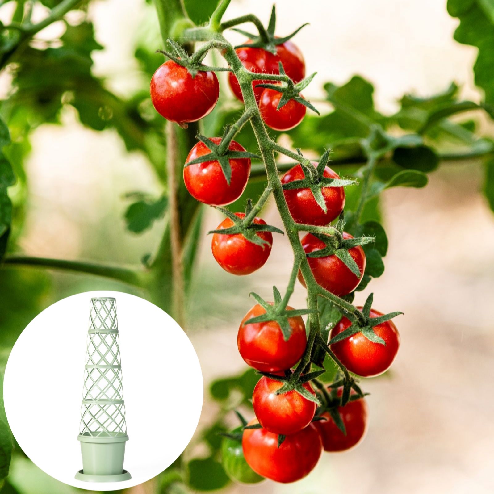Thompson & Morgan Tomato Meltaway x3 Plants with Tower Planter