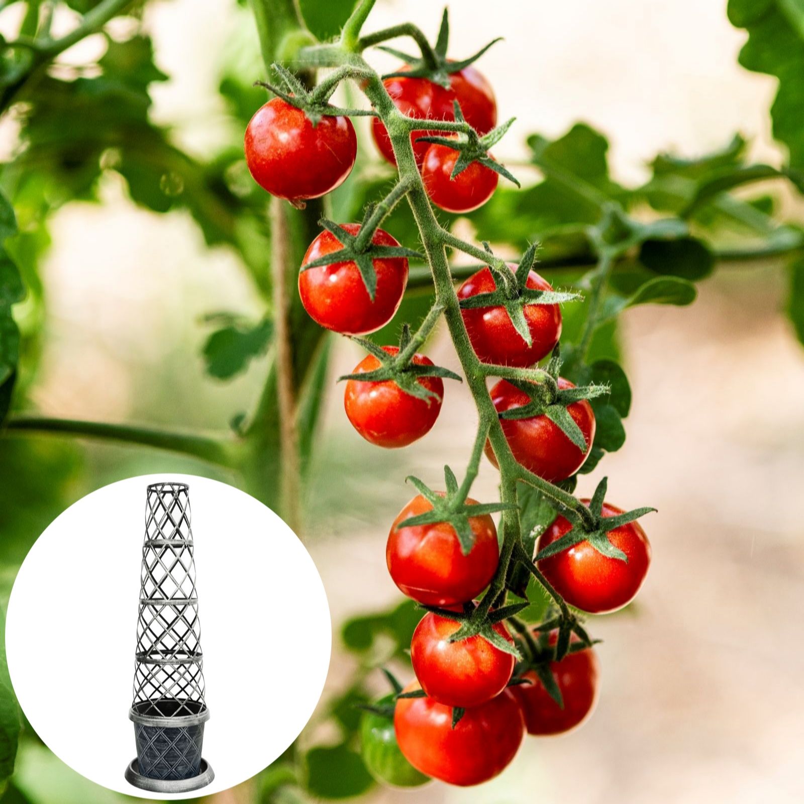 Thompson & Morgan Tomato Meltaway x3 Plants with Tower Planter