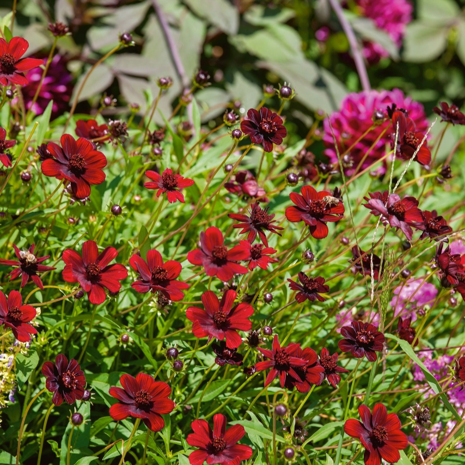 Plants2Gardens Cosmos Chocamocha 3 x 9cm