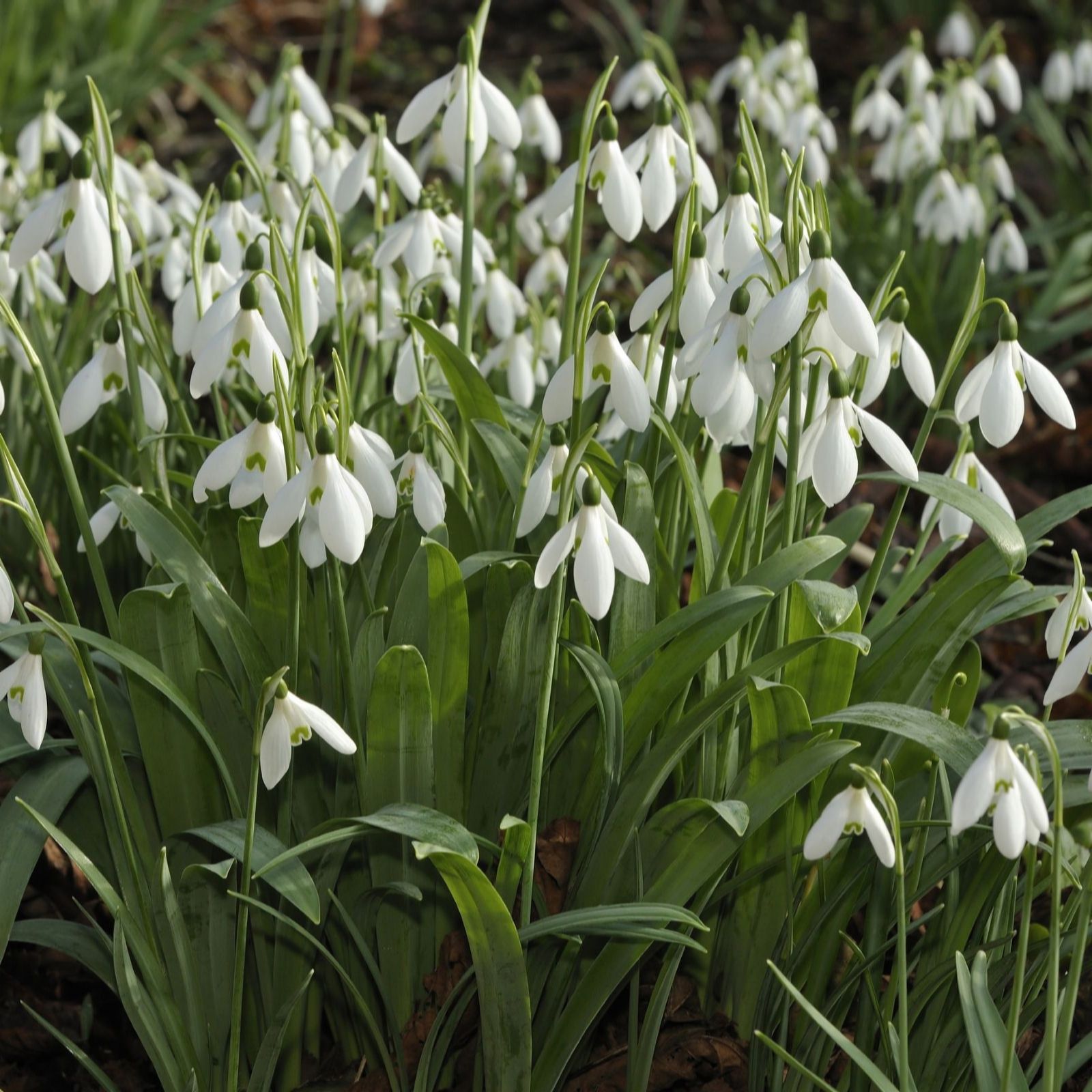 Thompson & Morgan Snowdrop Giant 32 Bulbs