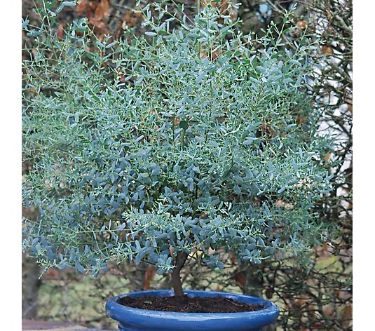 Hayloft Eucalyptus Franc Bleu Patio Pot Kit