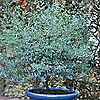Hayloft Eucalyptus Franc Bleu Patio Pot Kit