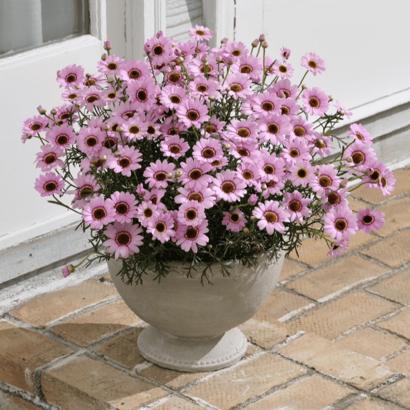 Plants2Gardens Argyranthemum Grandaisy Collection 6x 6cm - QVC UK