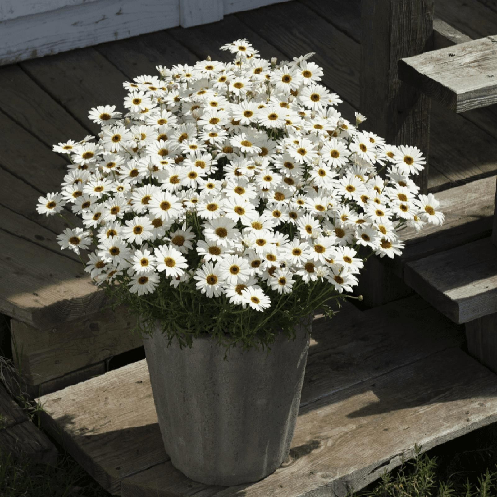 Plants2Gardens Argyranthemum Grandaisy Collection 6x 6cm - QVC UK