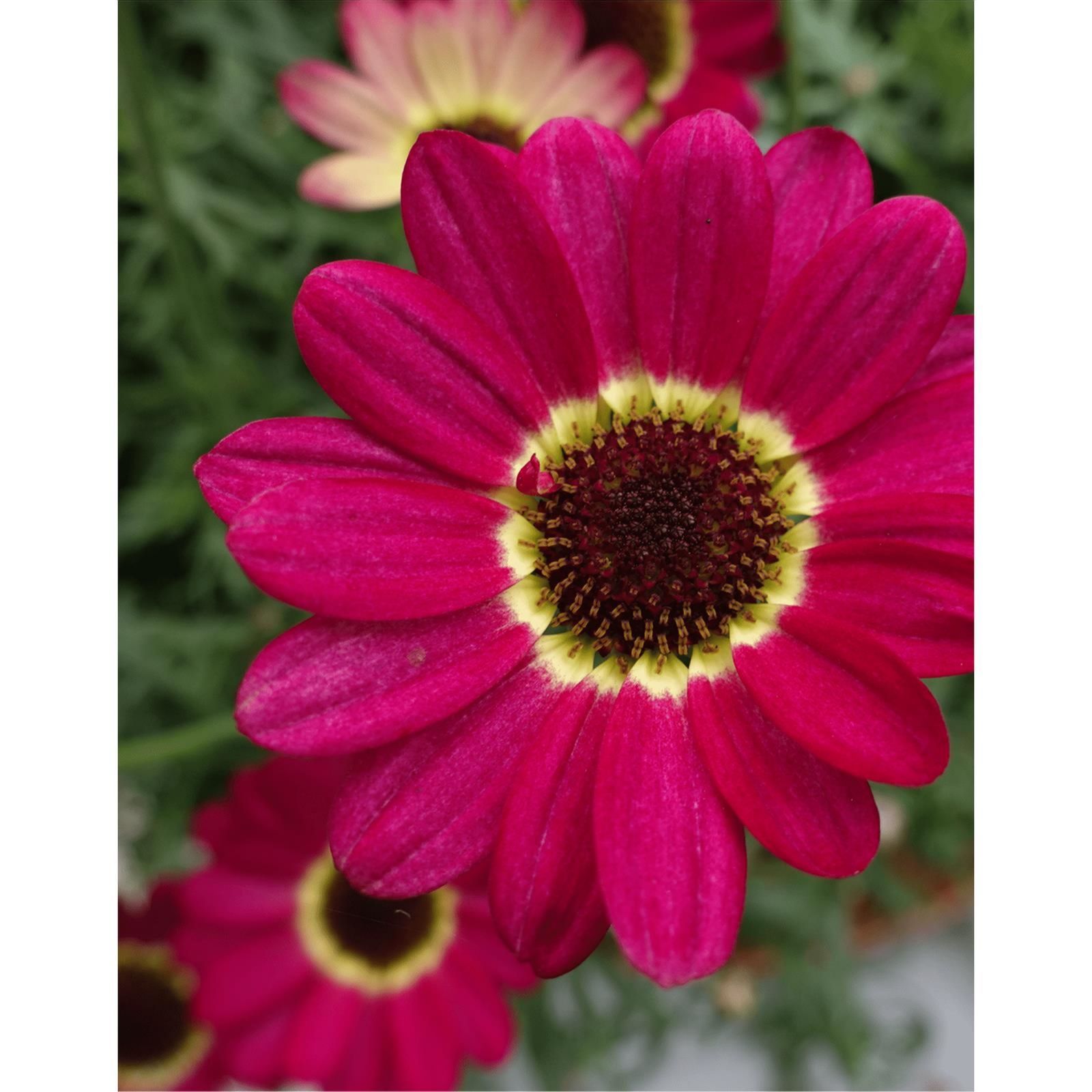 Plants2Gardens Argyranthemum Grandaisy Collection 6x 6cm - QVC UK