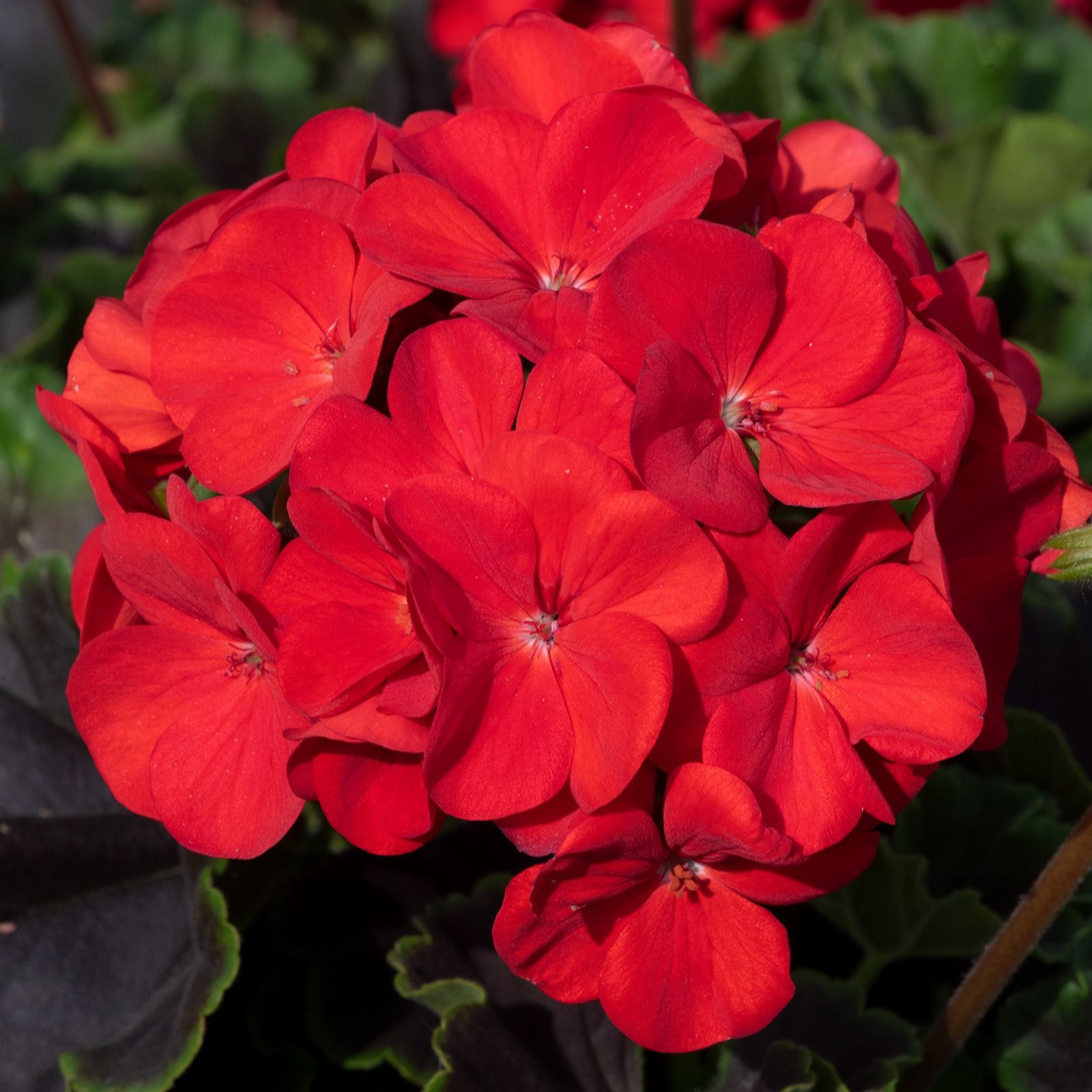 Hayloft Plants Chocolate Geraniums 6YP QVC UK