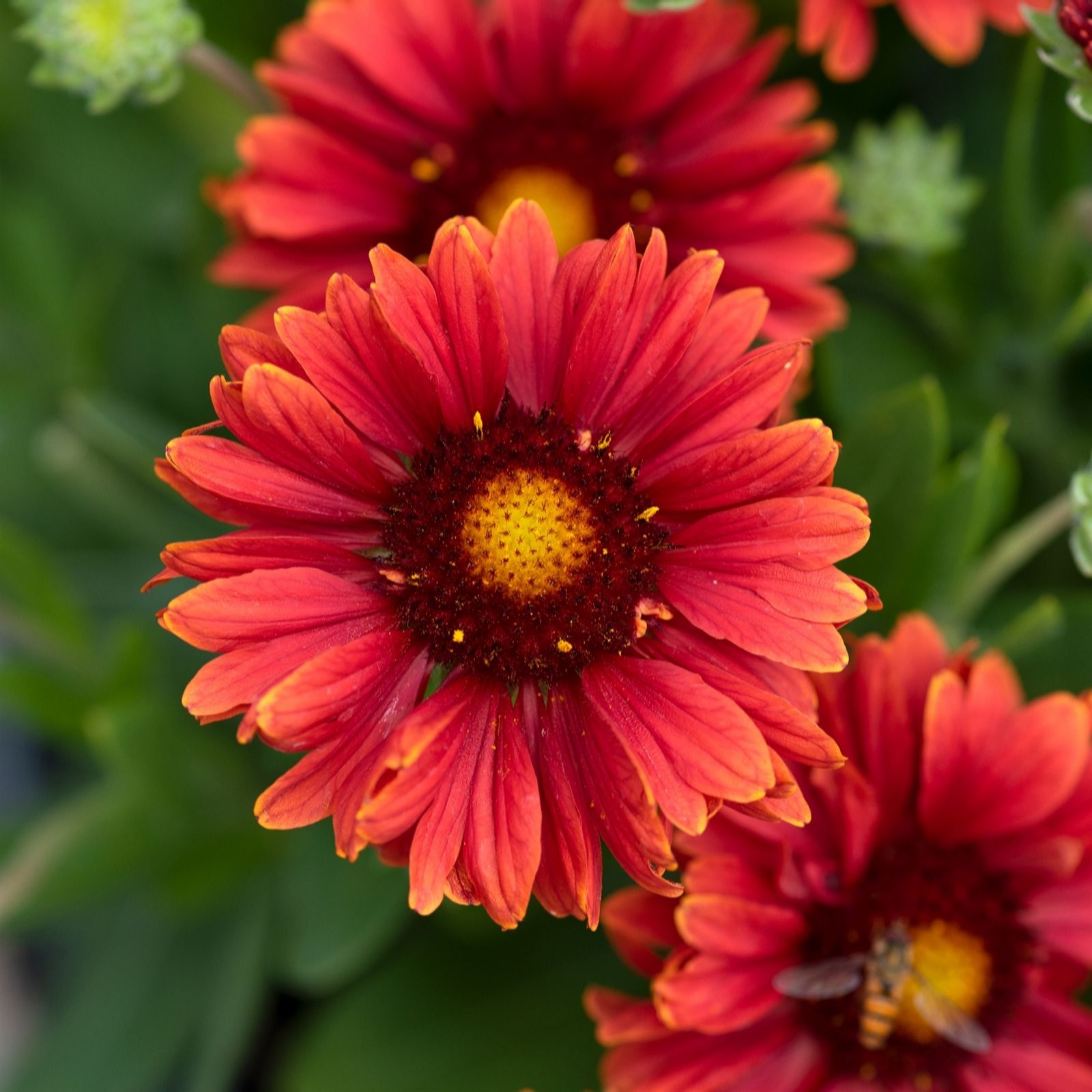 Plants2Gardens Gaillardia Guapa 3x 2ltr