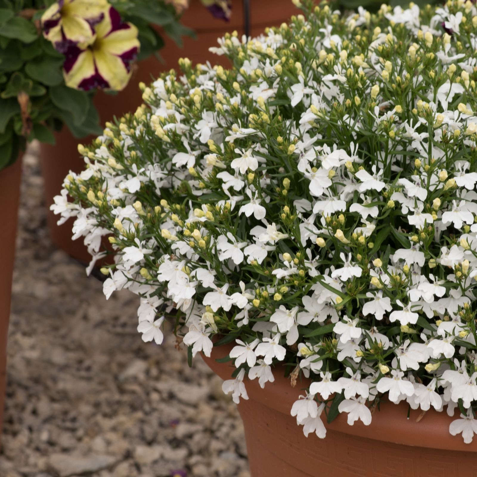 Plants2Gardens Lobelia Infinity Collection 6 x 6cm