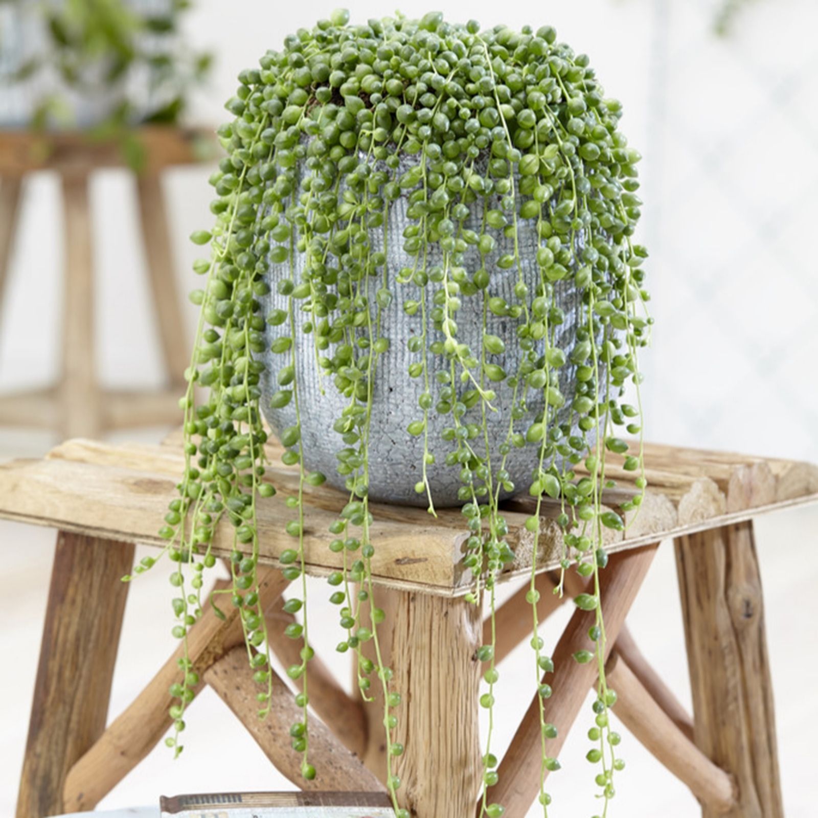 YouGarden String of Beads 'Senecio rowleyanus' in a 14cm hanging pot