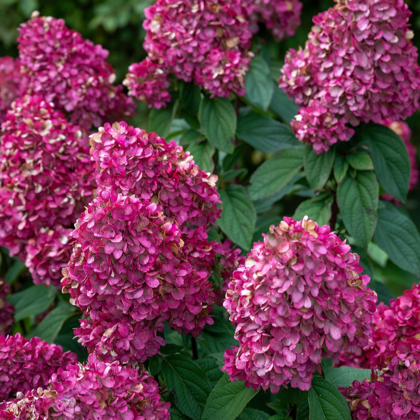 Plants2Gardens Hydrangea Bloody Mary 3ltr