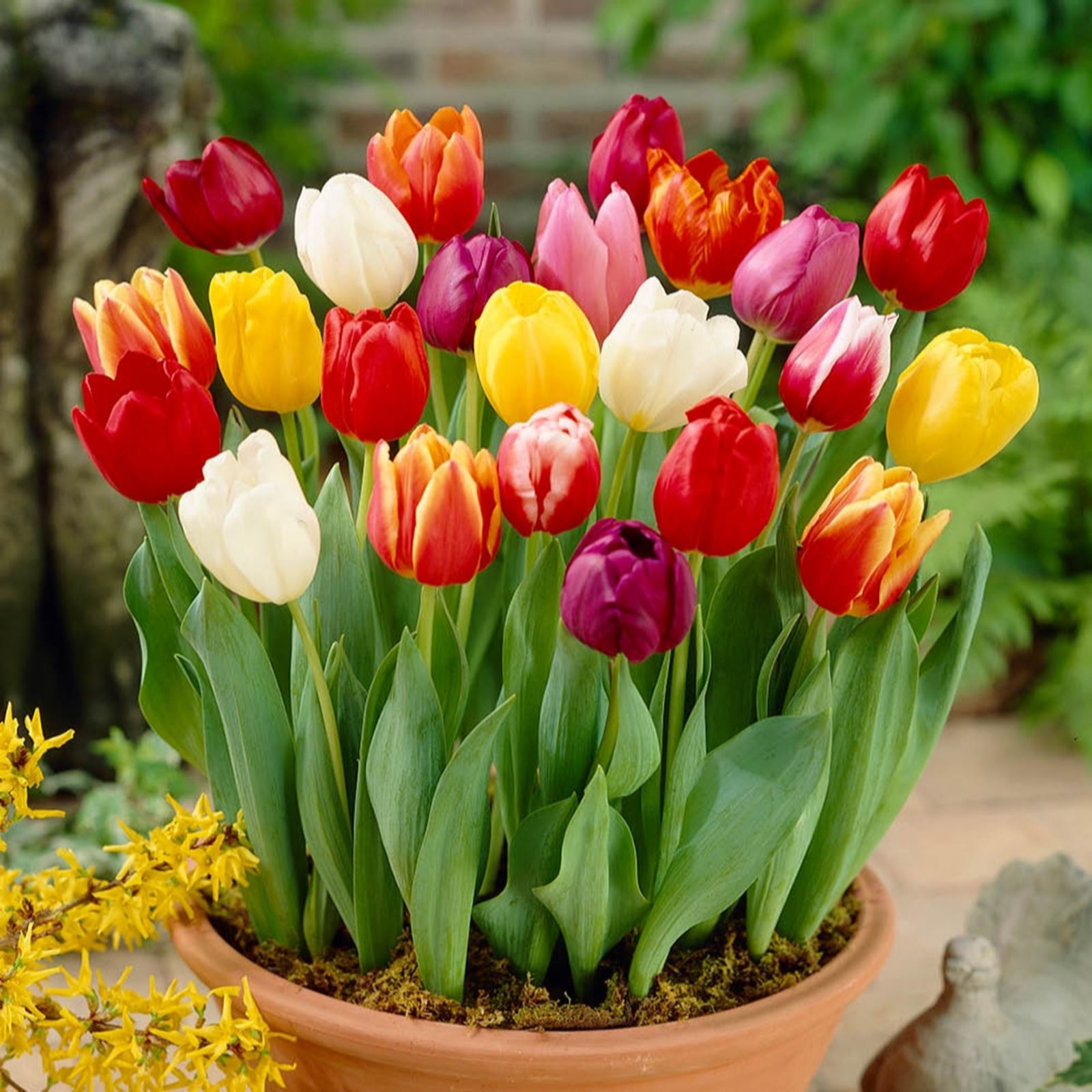YouGarden Tulip 'Triumph Mixed' x30 bulbs