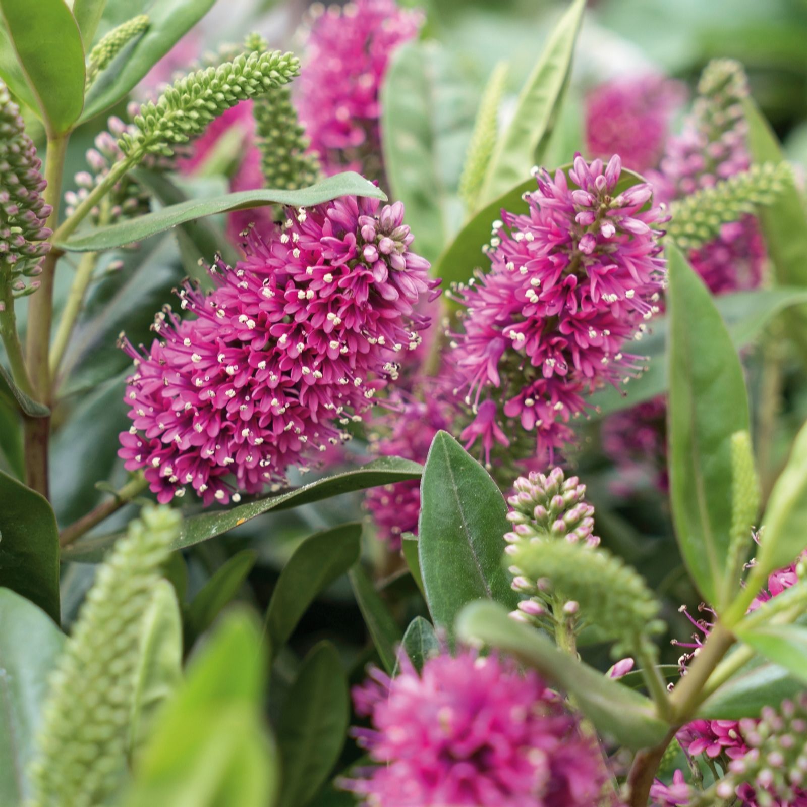 Plants 2 Gardens Hebe Addenda Donna Eva Pink