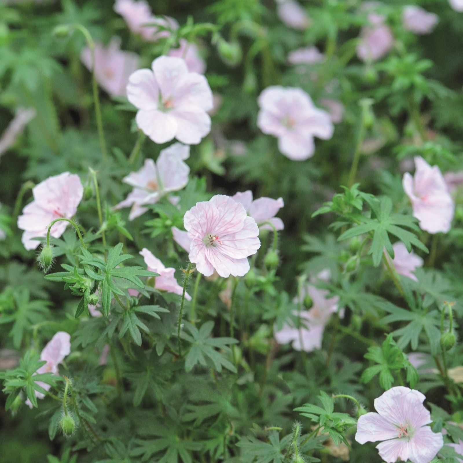 Thompson & Morgan Geranium Hardy Collection x 5 Bare Roots