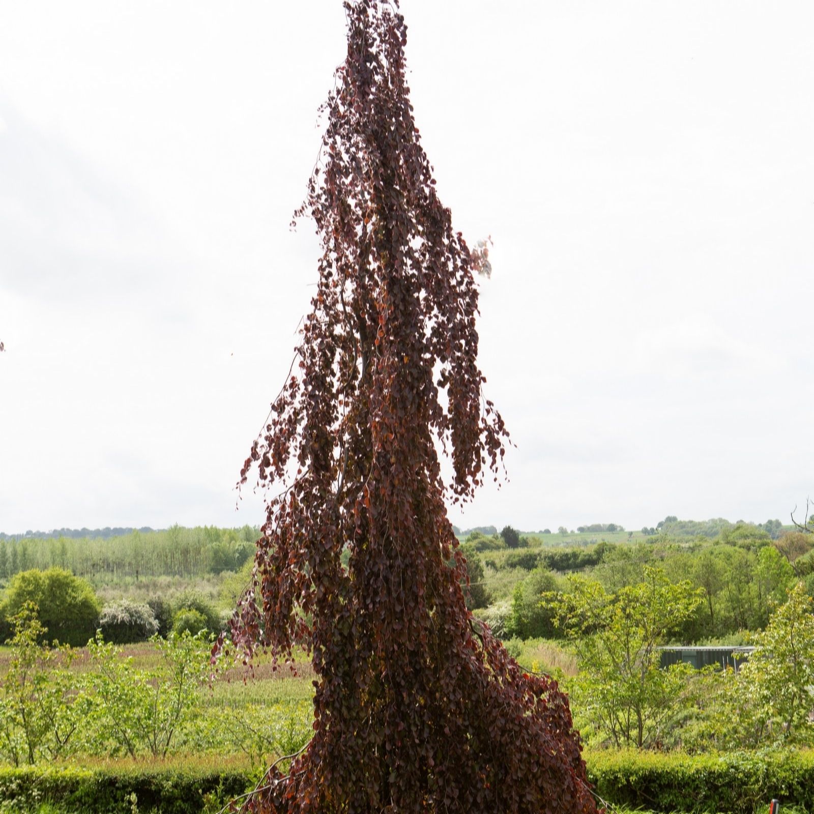 Frank P Matthews Fagus syl Black Swan in 12 Litre Container