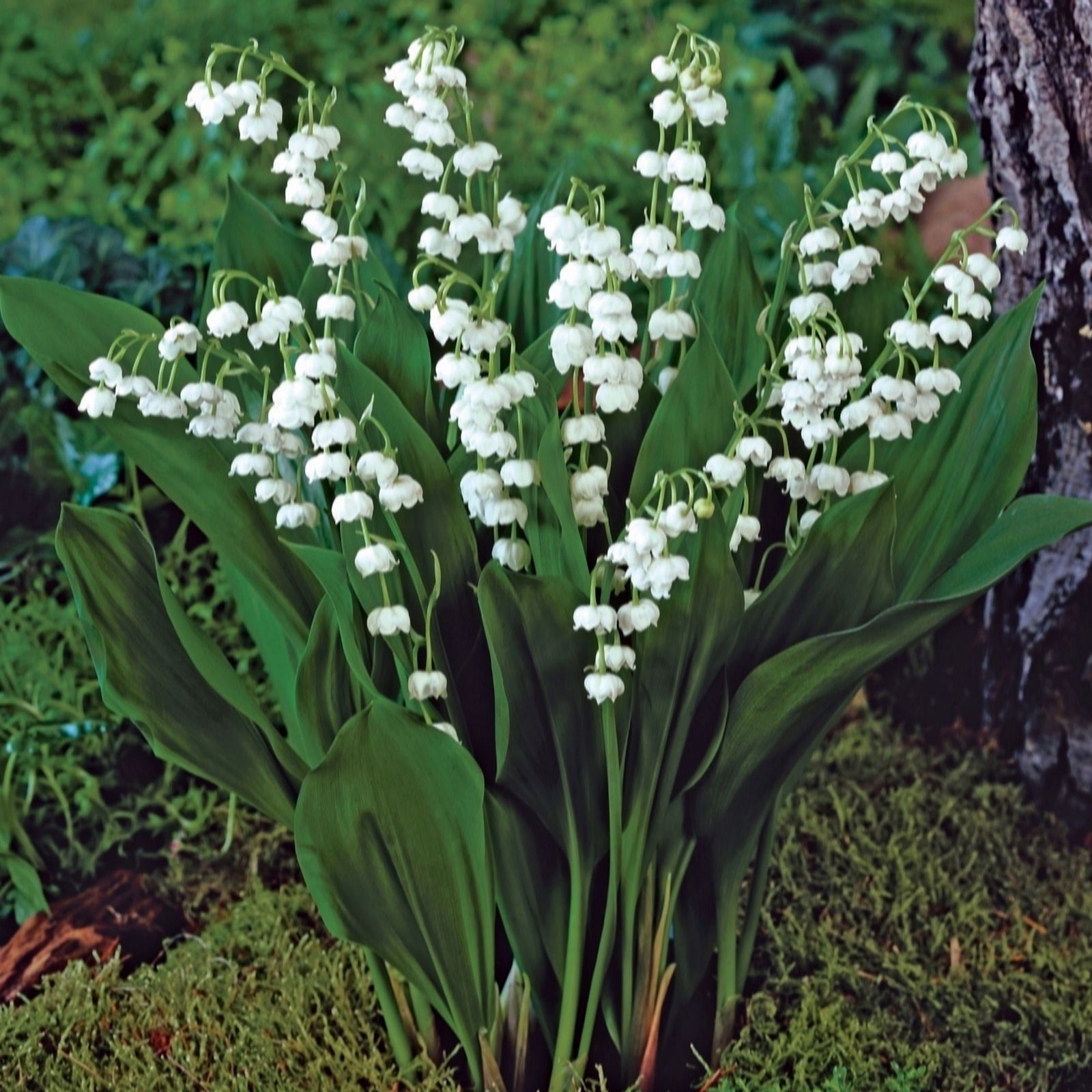 de Jager Wonderful Pink & White Lily of the Valley x 12