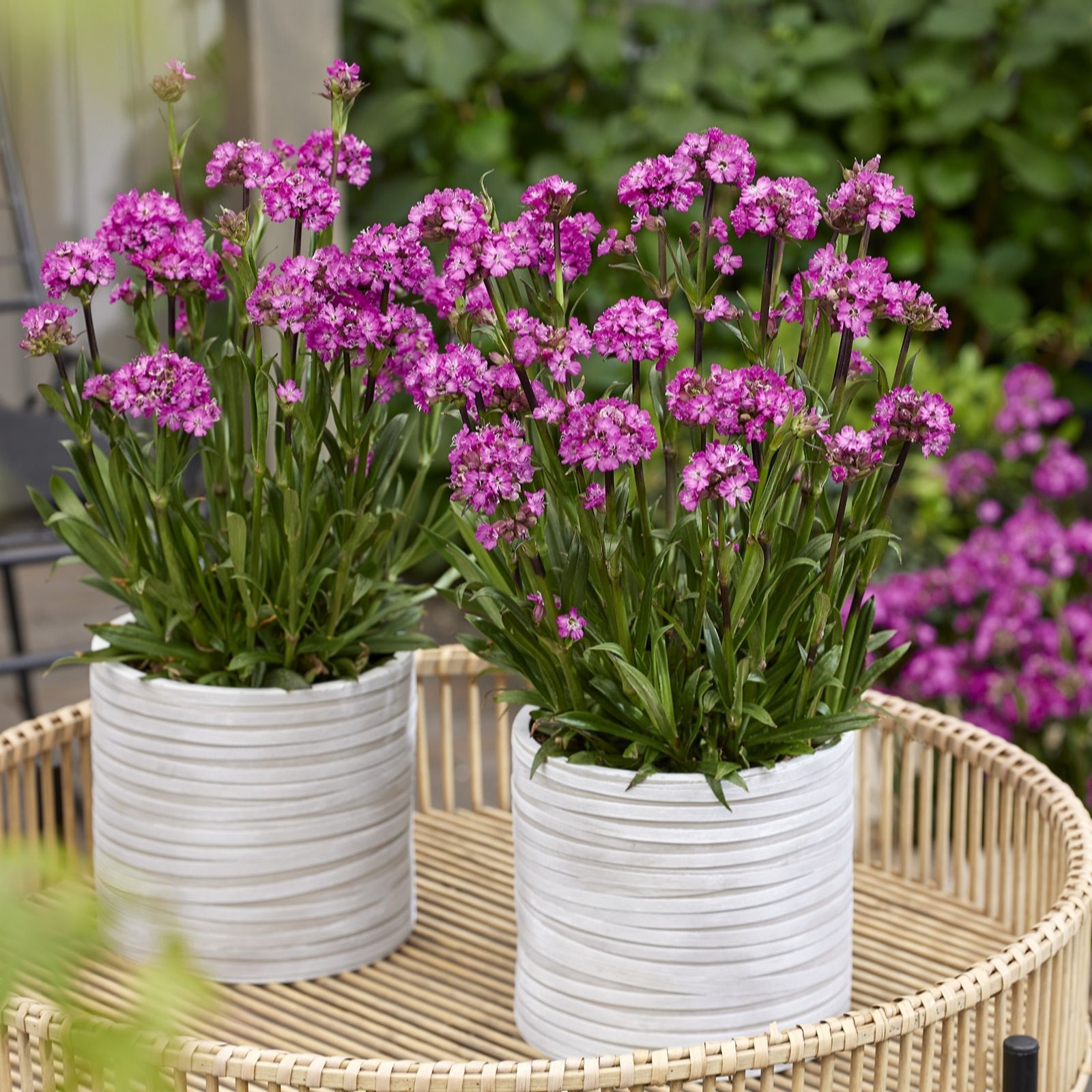 Plants 2 Gardens Lychnis Collection 3 x 9cm