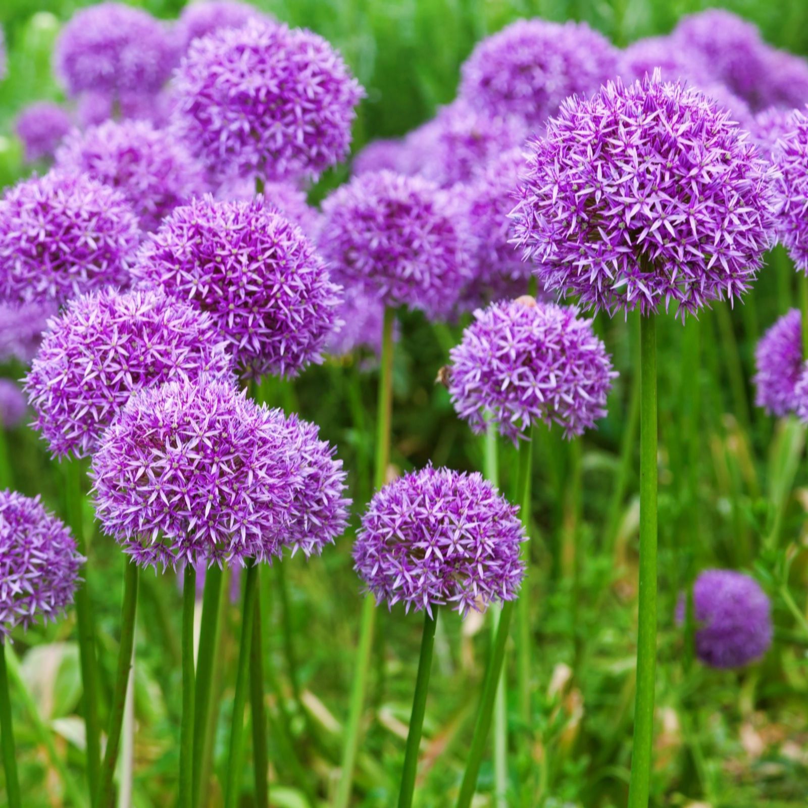 Thompson & Morgan Allium Cut Flower Collection 50 Bulbs