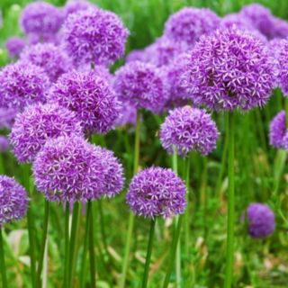 Thompson & Morgan Allium Cut Flower Collection 50 Bulbs