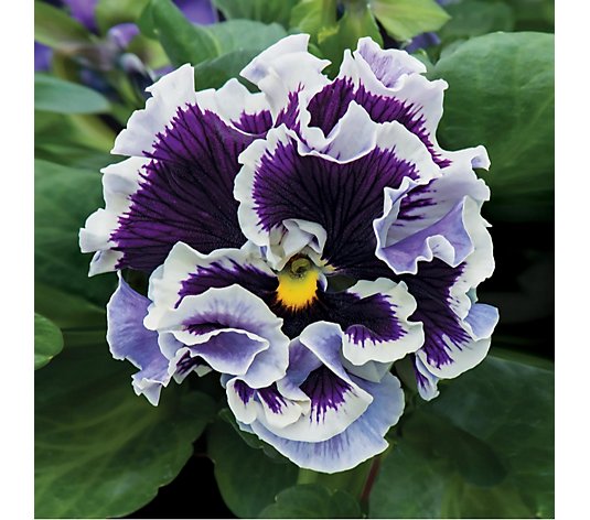 de Jager Kerley Ruffled Pansy Collection 10x 3.5cm Young Plants