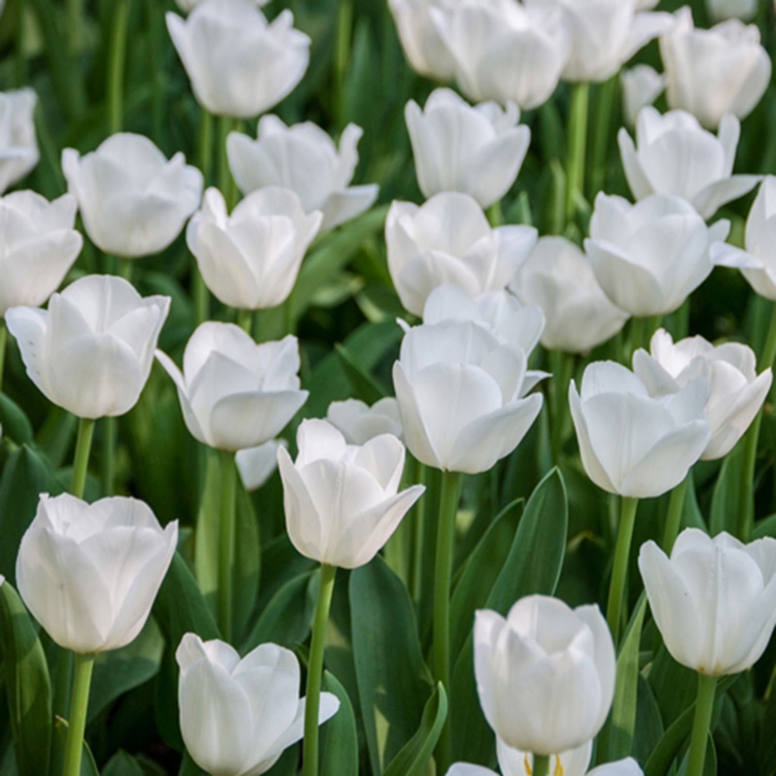 YouGarden Tulip 'Triumph White' x30 bulbs