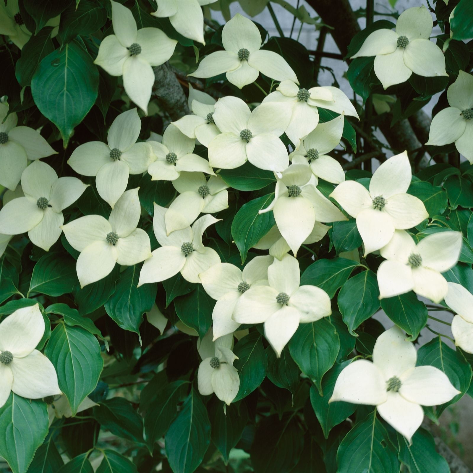Plants 2 Gardens Cornus Kousa China Girl