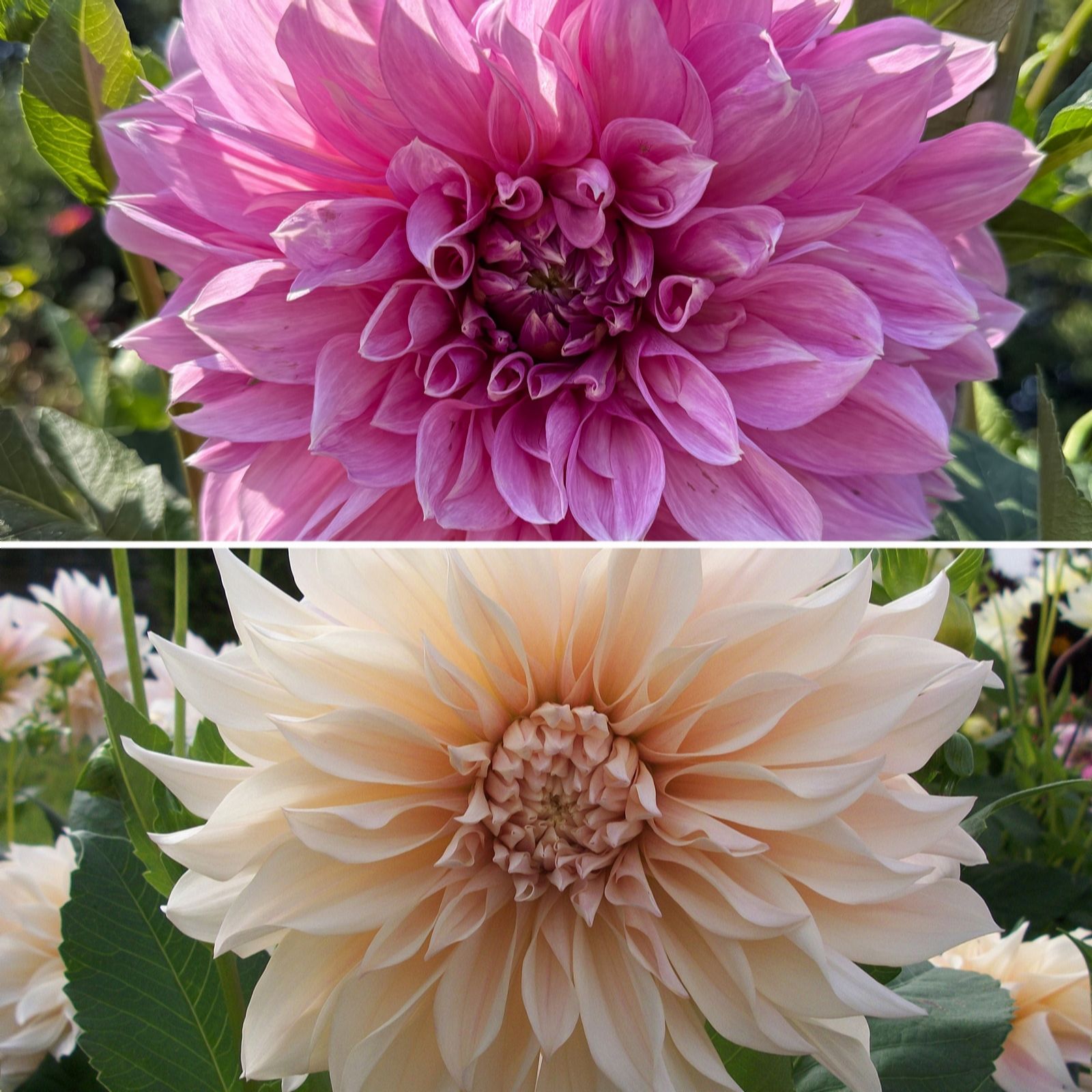 Richard Jackson Giant Flowered Dahlias 4x Top Size Tubers