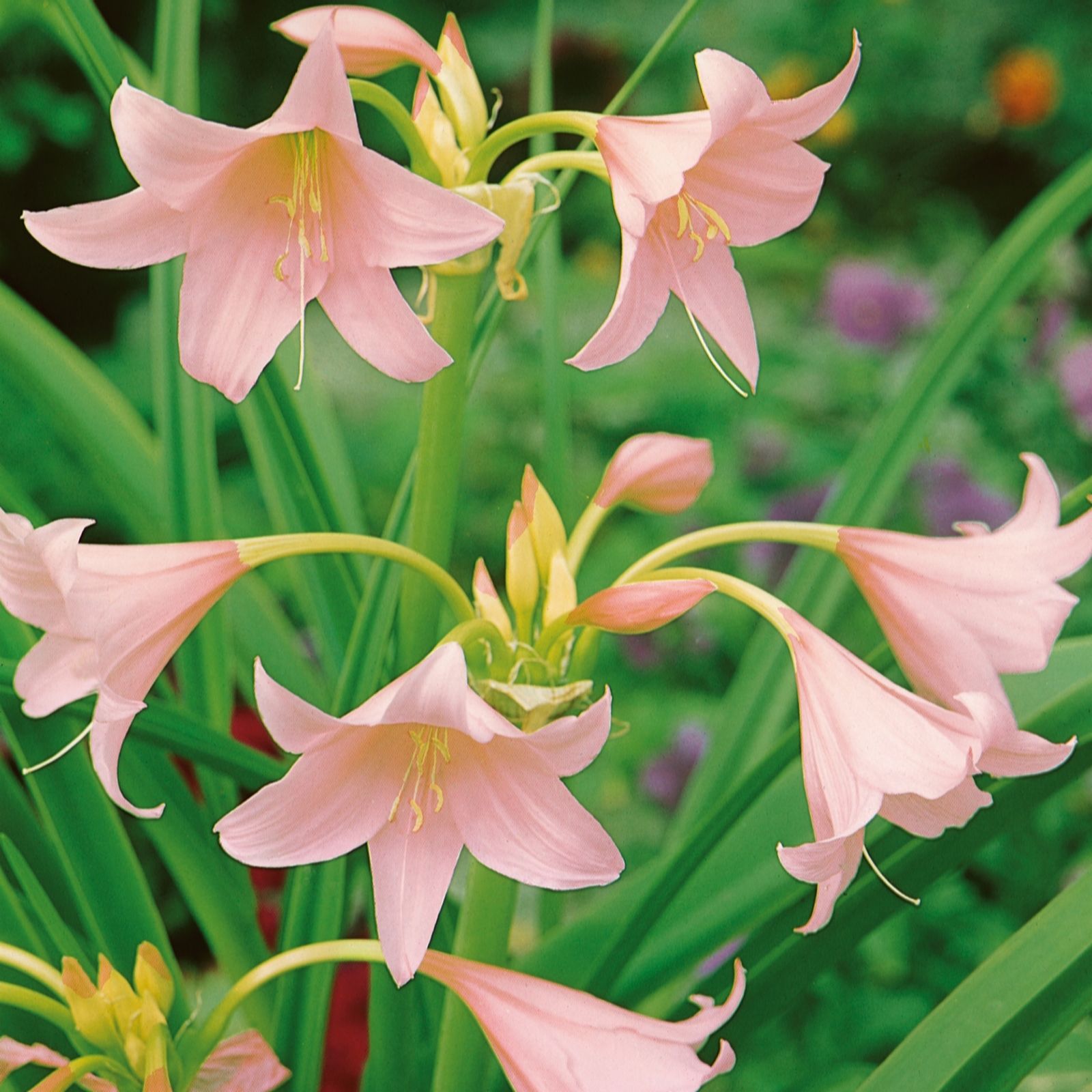 Plants 2 Gardens Crinum Collection 2 x 24+ Bulbs