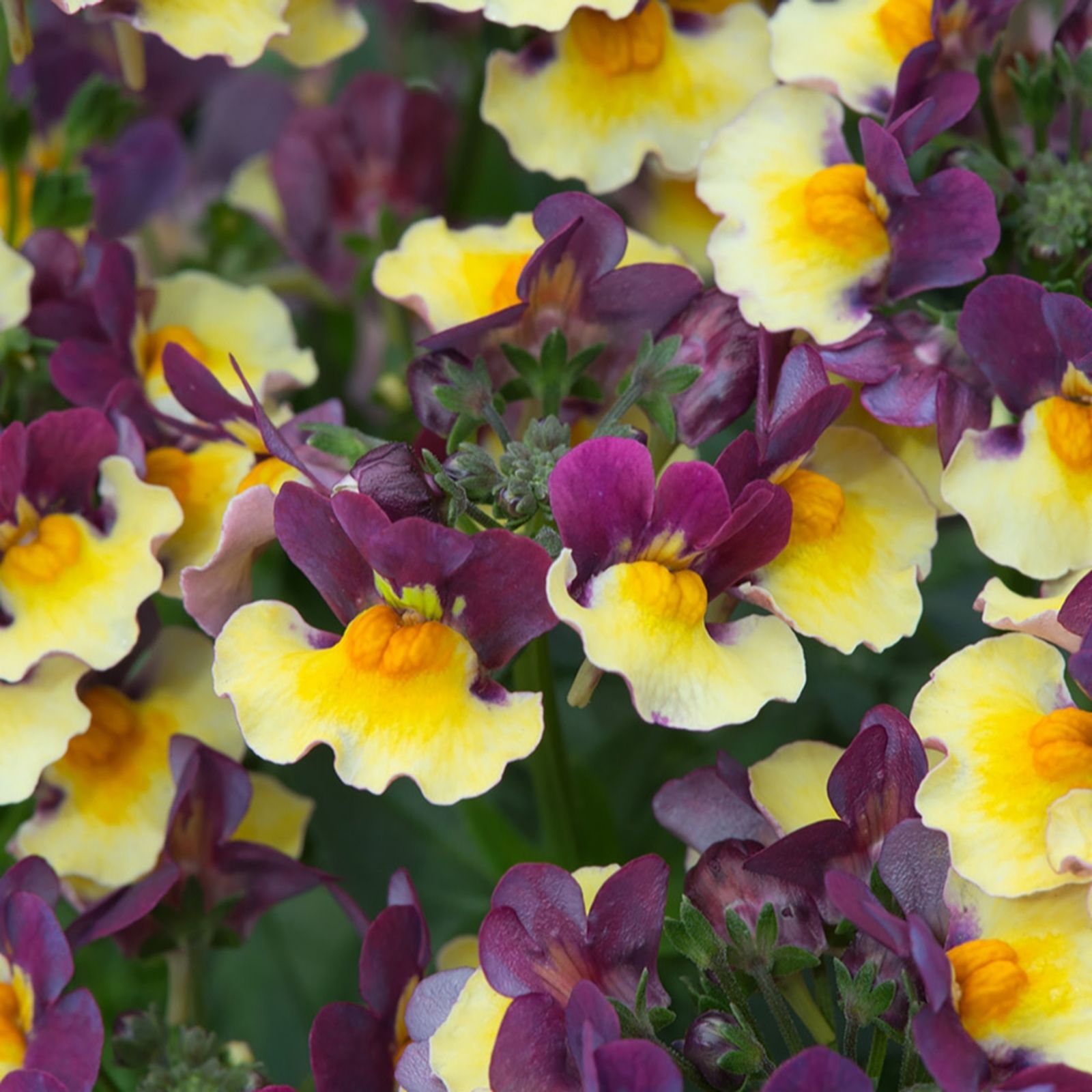 YouGarden Nemesia 'Rhubarb & Custard' Plug Plants x 12