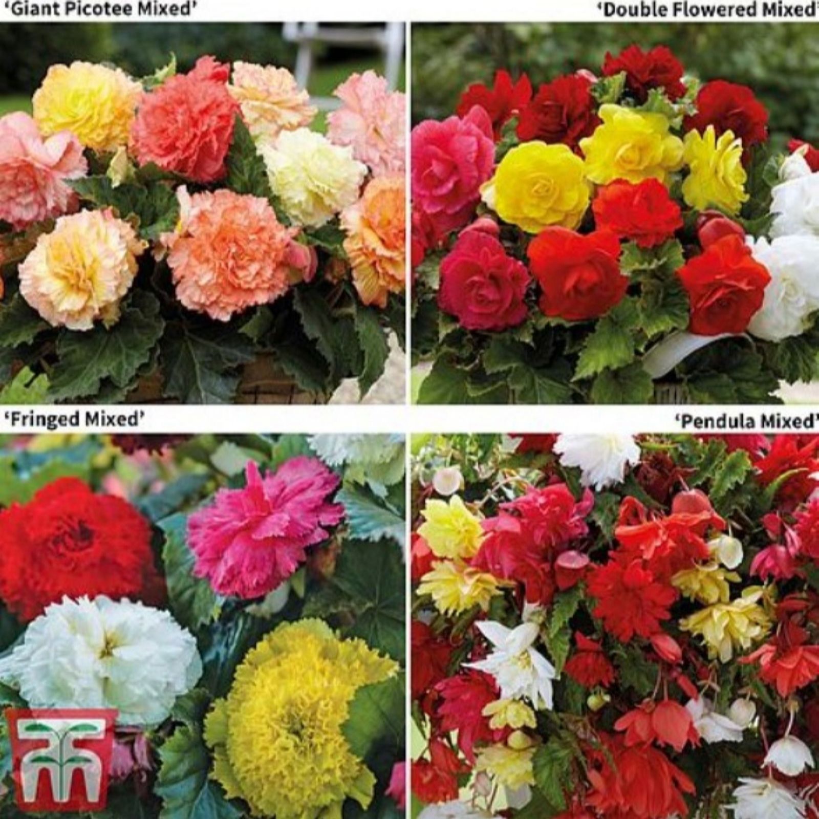 Thompson & Morgan Begonia Bumper Collection 20 Tubers