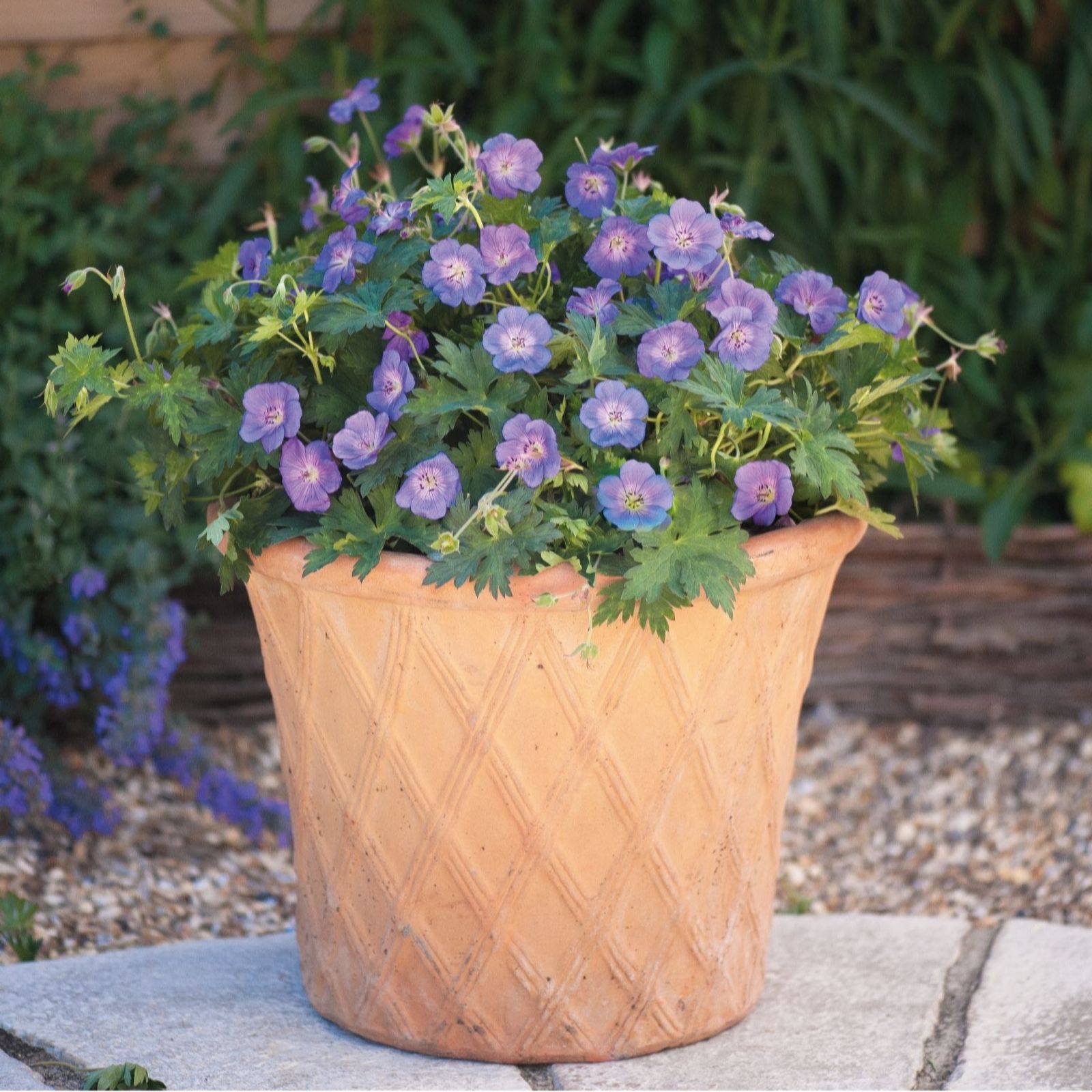 Thompson & Morgan Geranium Rozanne 9cm Pot x 3