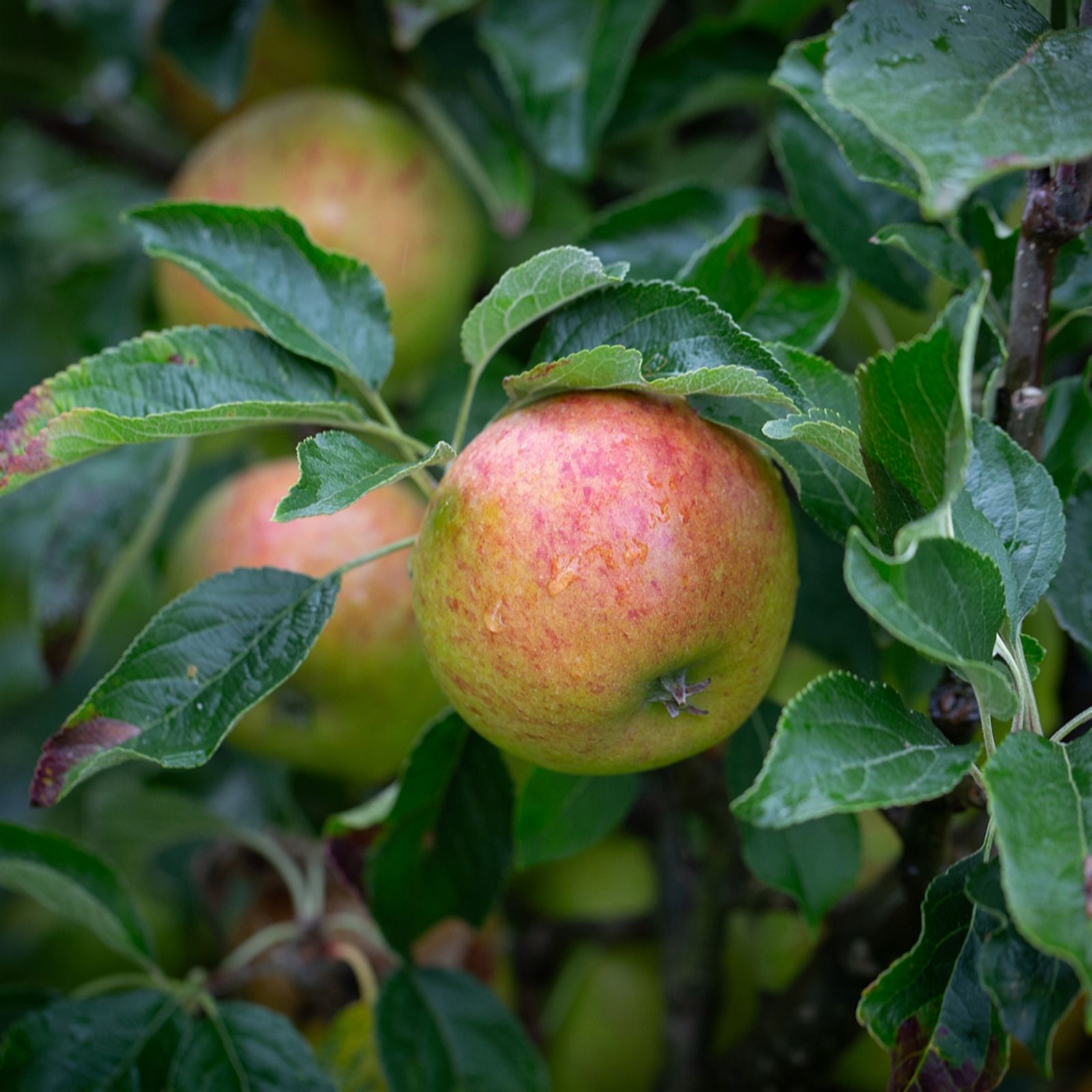 Frank P Matthews Family Apple - Cox/Fiesta/ Herefordshire RussetTM in 12
