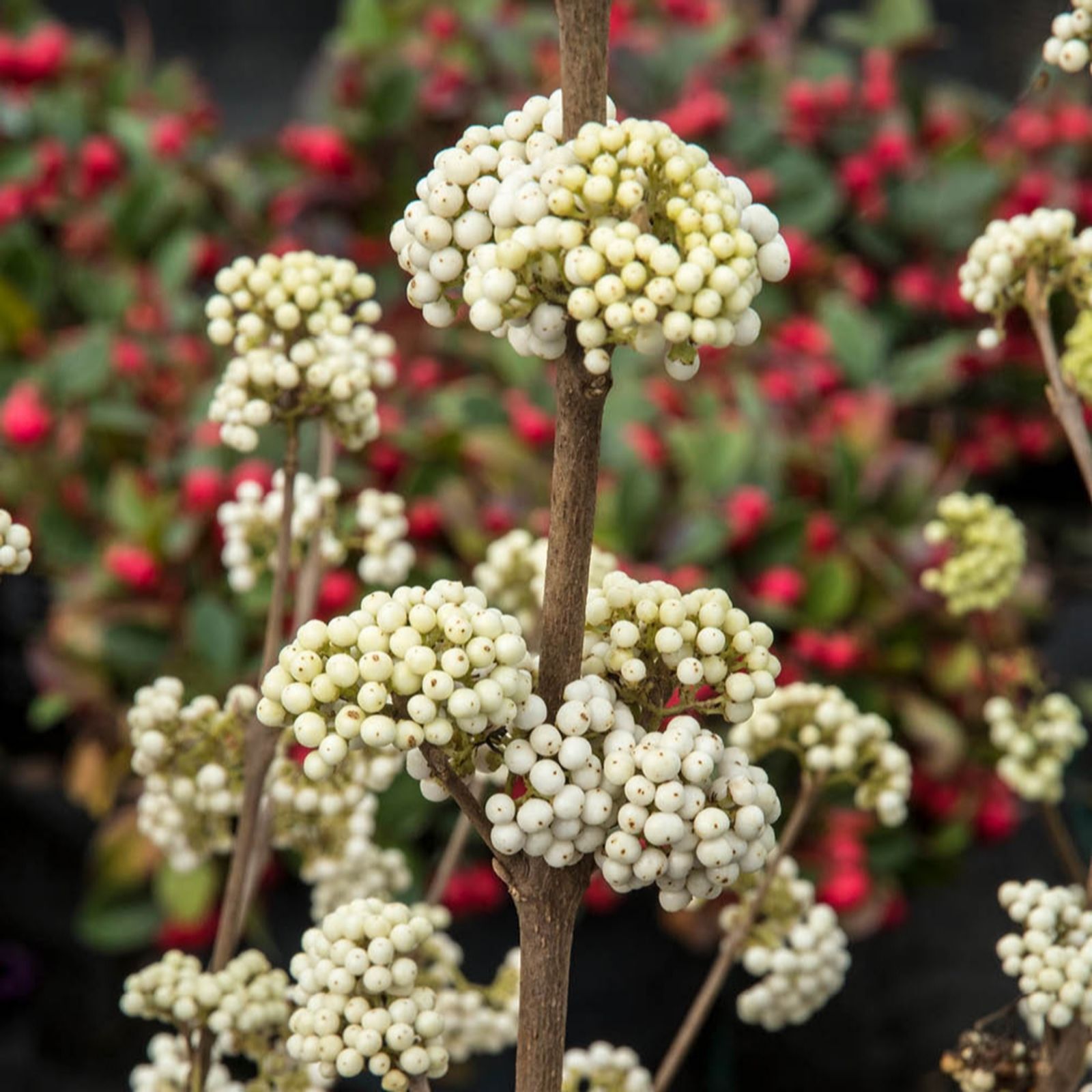 YouGarden Callicarpa 'Magical Snowstar' in a 3L pot