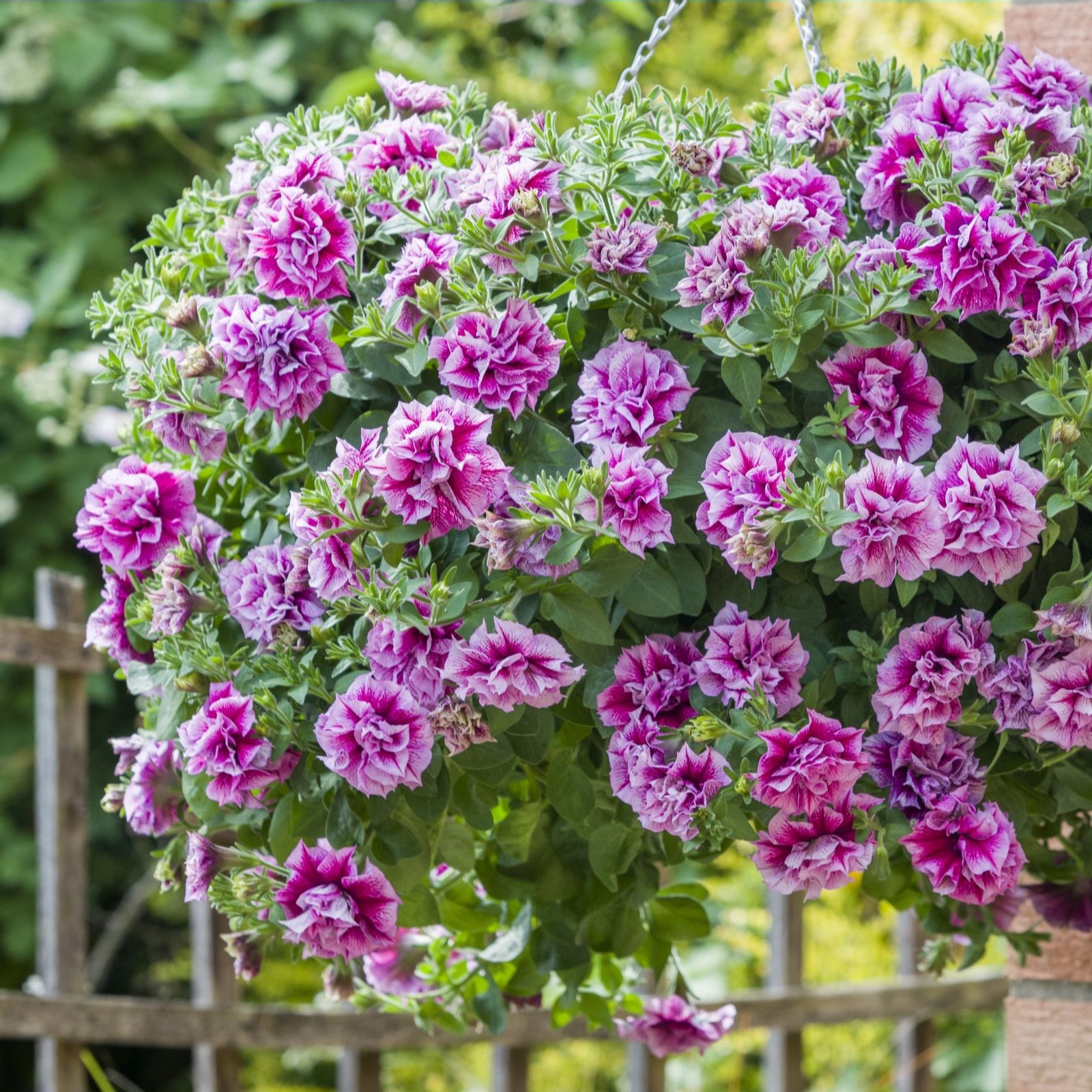Hayloft Plants Petunia Tumbelina 18 x 3cm Young Plants