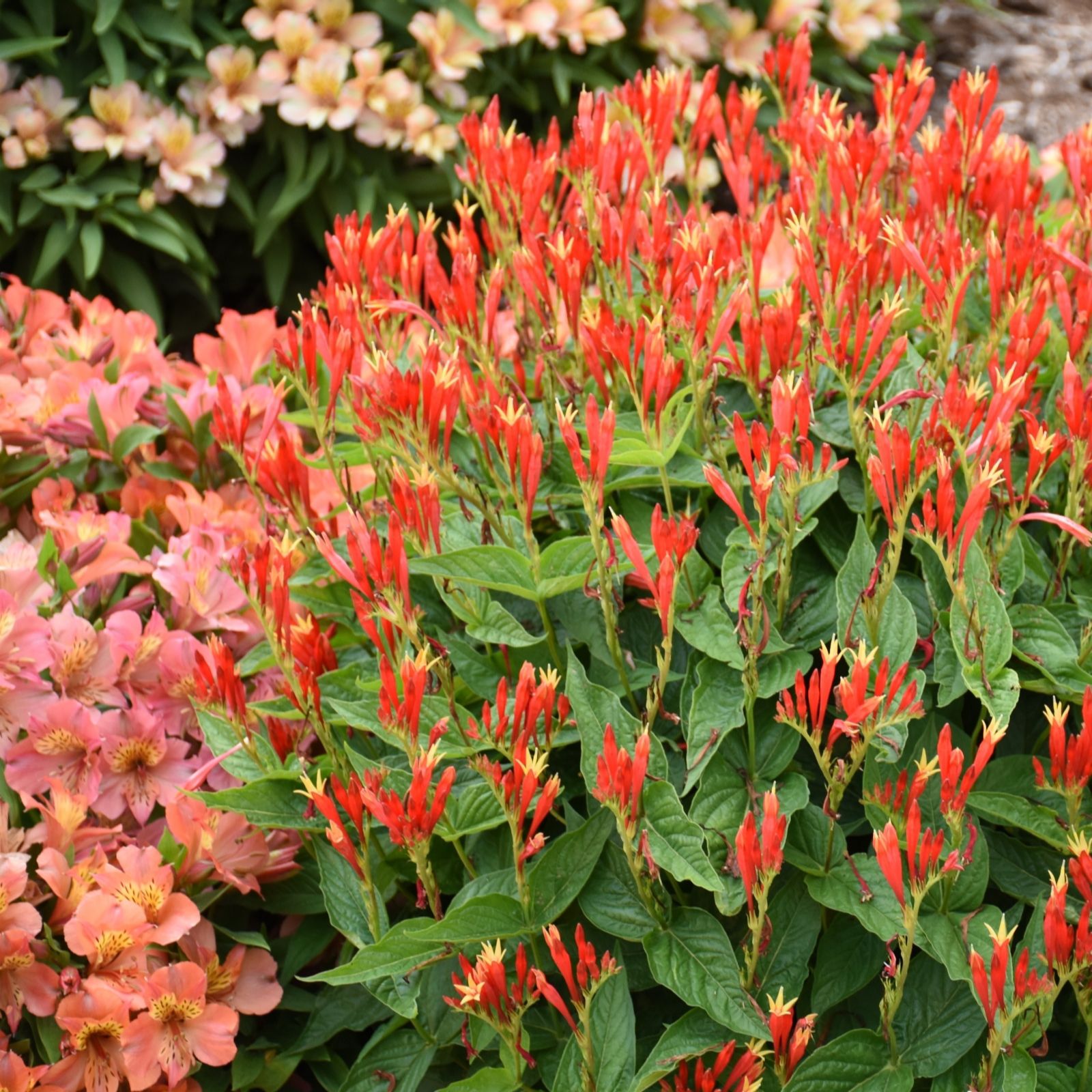 Plants 2 Gardens Spigelia Ragin Cajun 3 x 9cm
