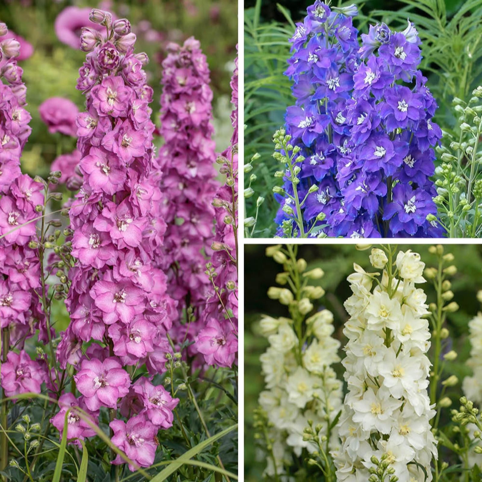 YouGarden Delphinium Delgenius Collection in 9cm Pots x3