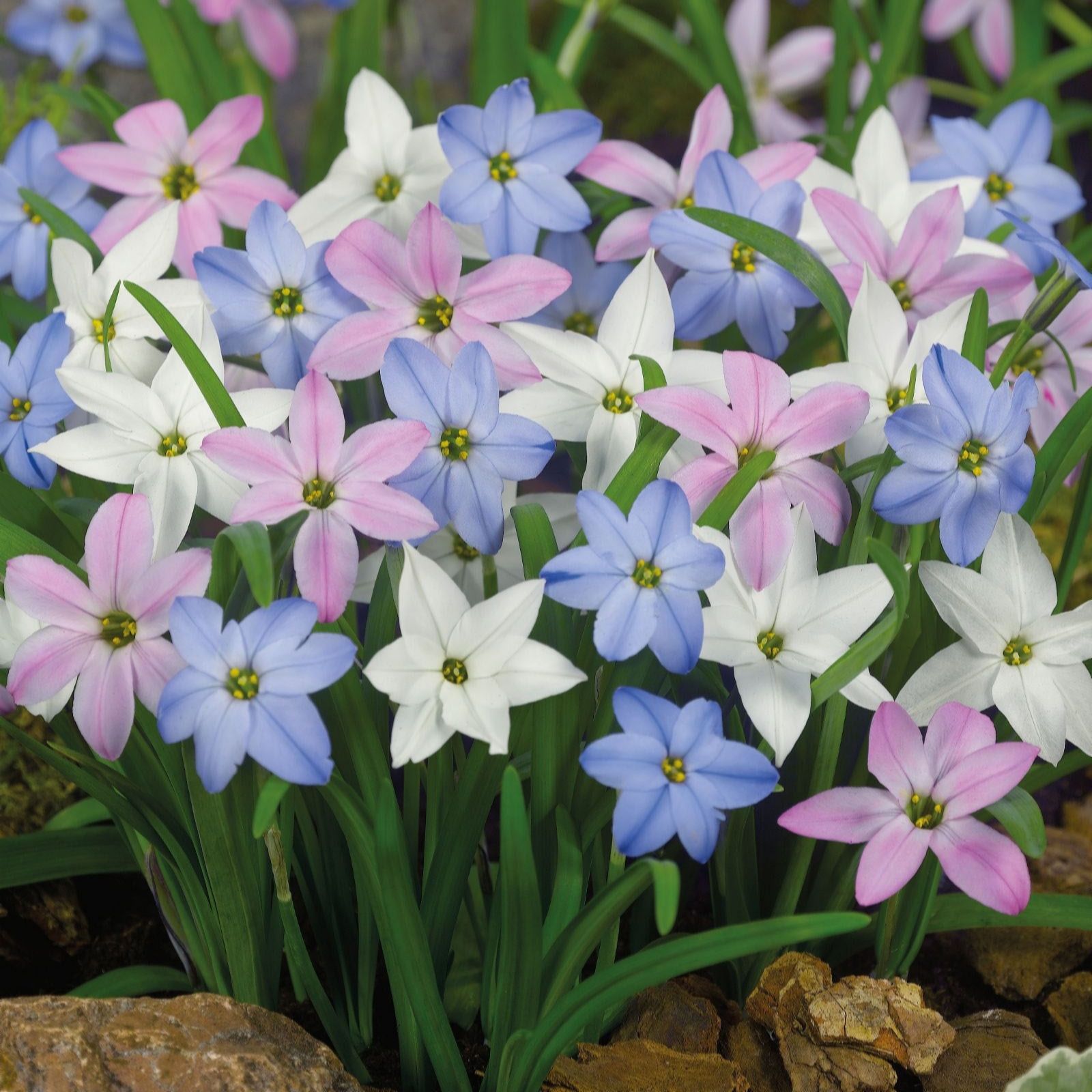 Thompson & Morgan Spring Flowering Bulb Lasagne Collection 73 Bulbs