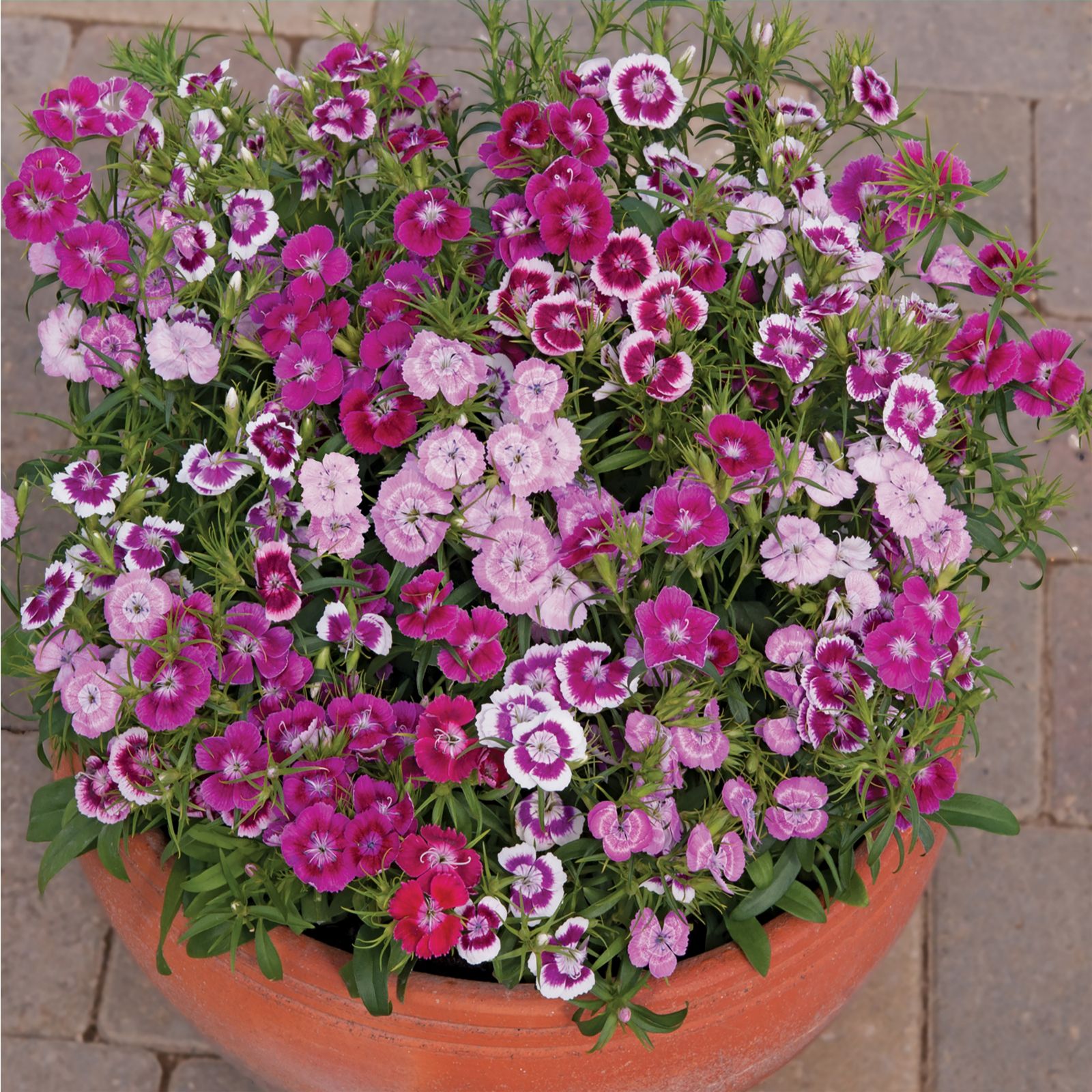 de Jager NEW Highly Scented Compact Sweet William Little Willie x 9 ...