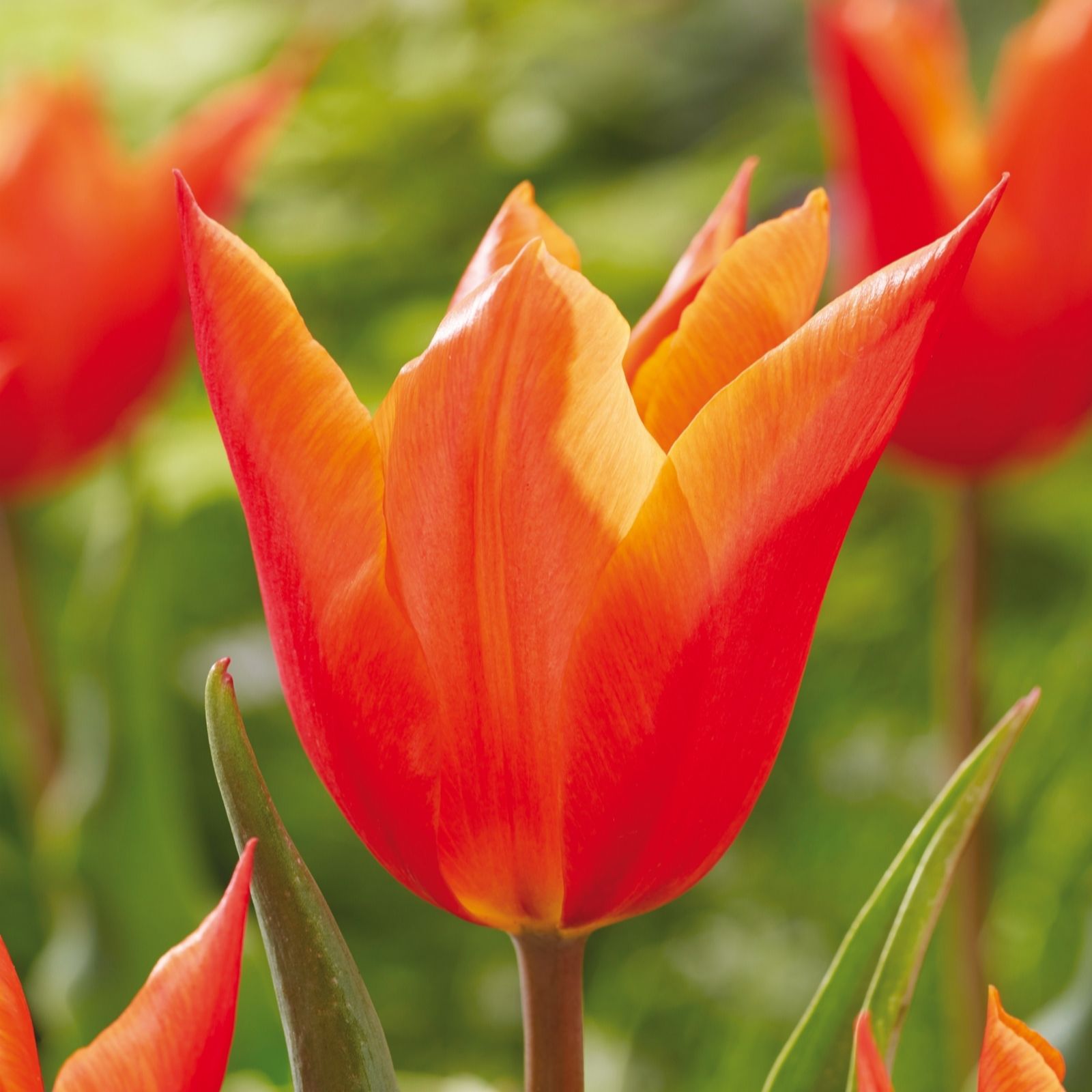 de Jager Highly Scented Ballerina RHS AGM Tulips x 15