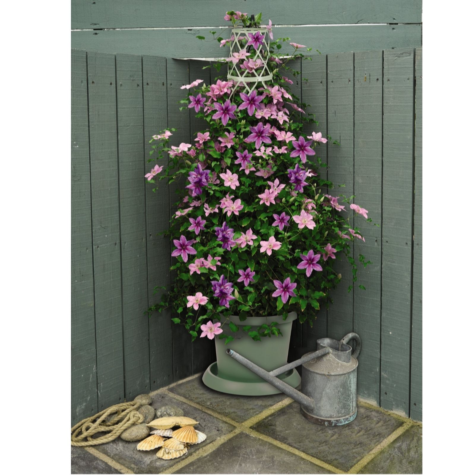 Thompson & Morgan  Clematis Giant Flowered Duo 7cm Pot x 2 +Tower Pot
