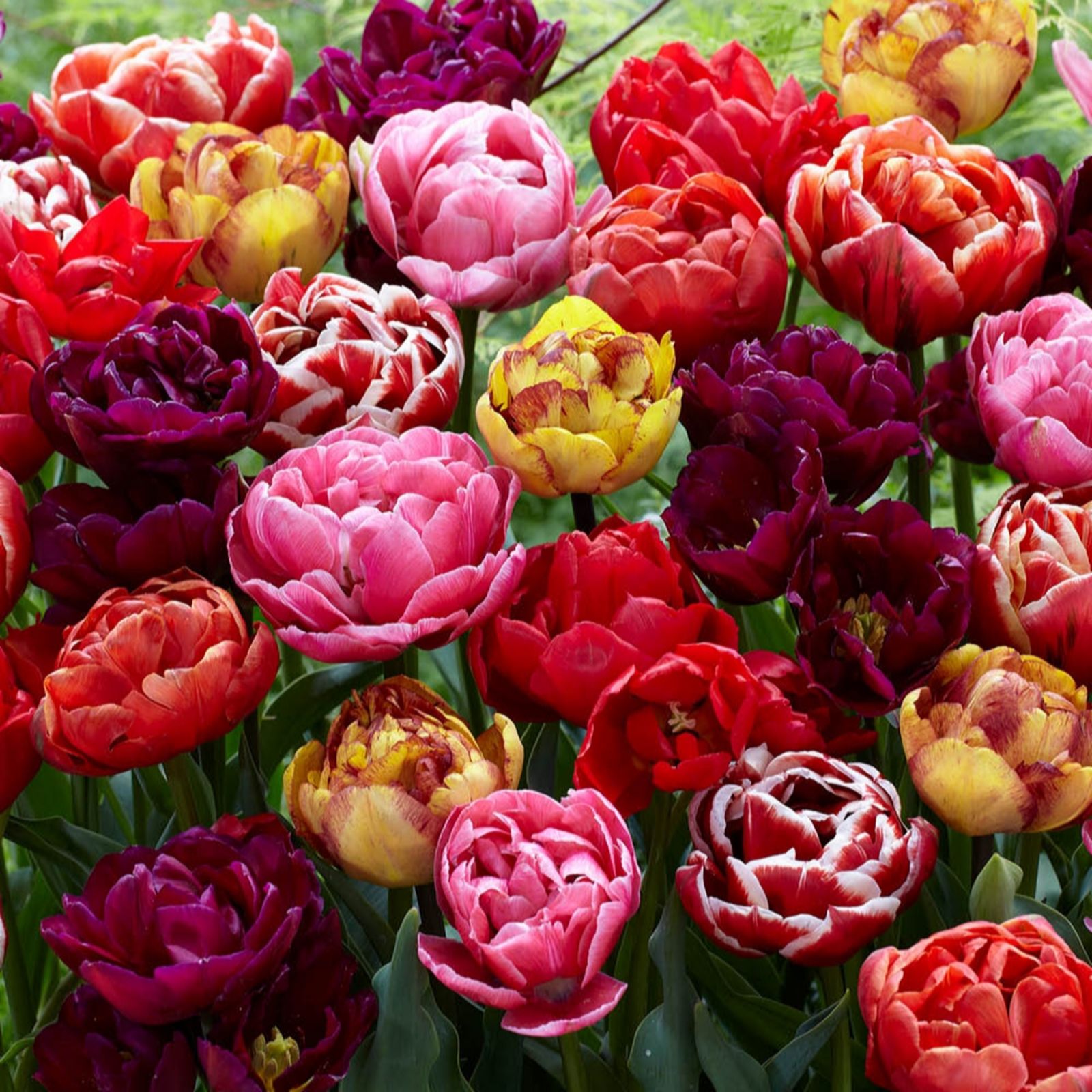 YouGarden Tulip 'Springtime Doubles mix' x30 bulbs