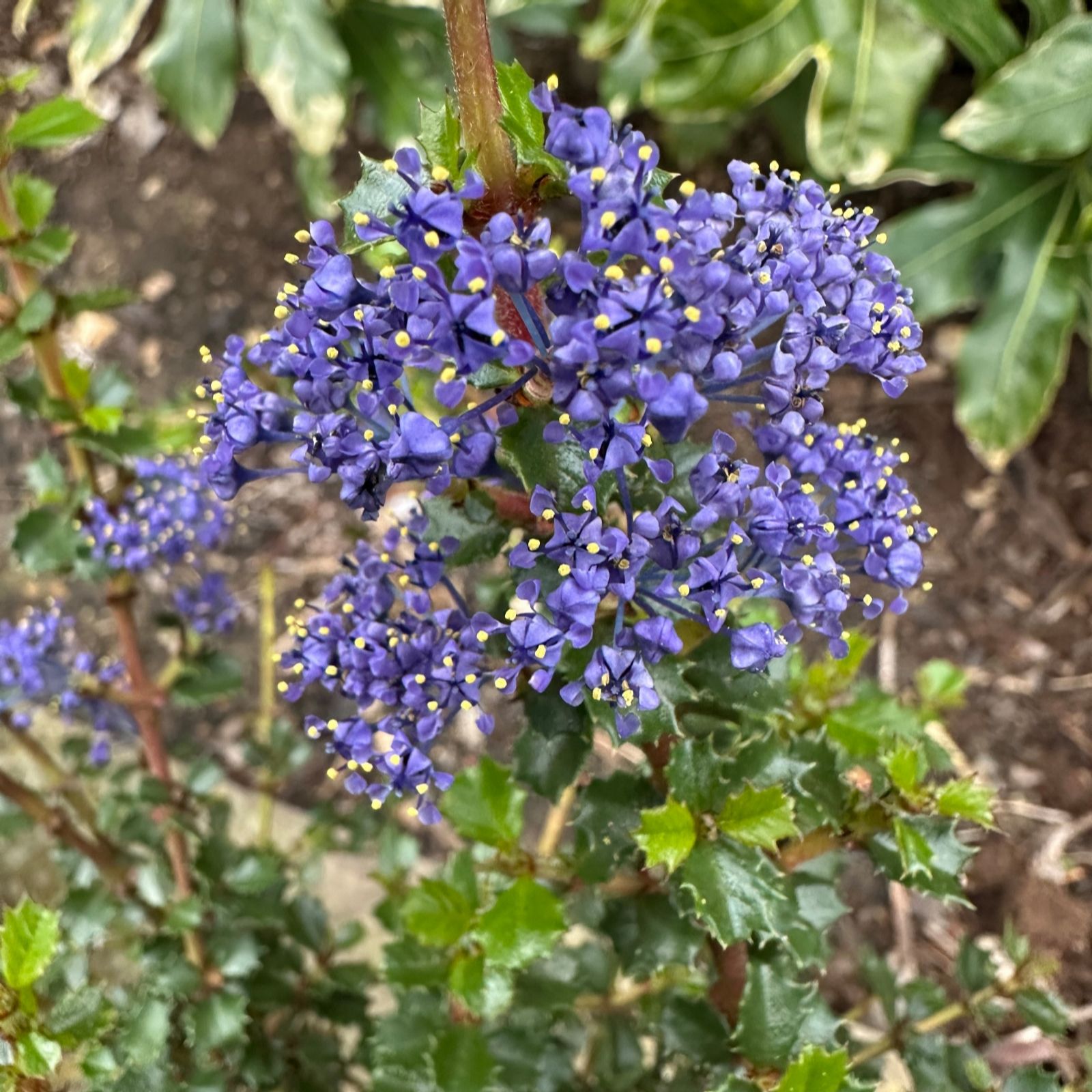 Plants2Gardens Ceanothus Emily Brown