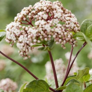 Plants 2 Gardens Viburnum tinus Rock N Rolla 3ltr